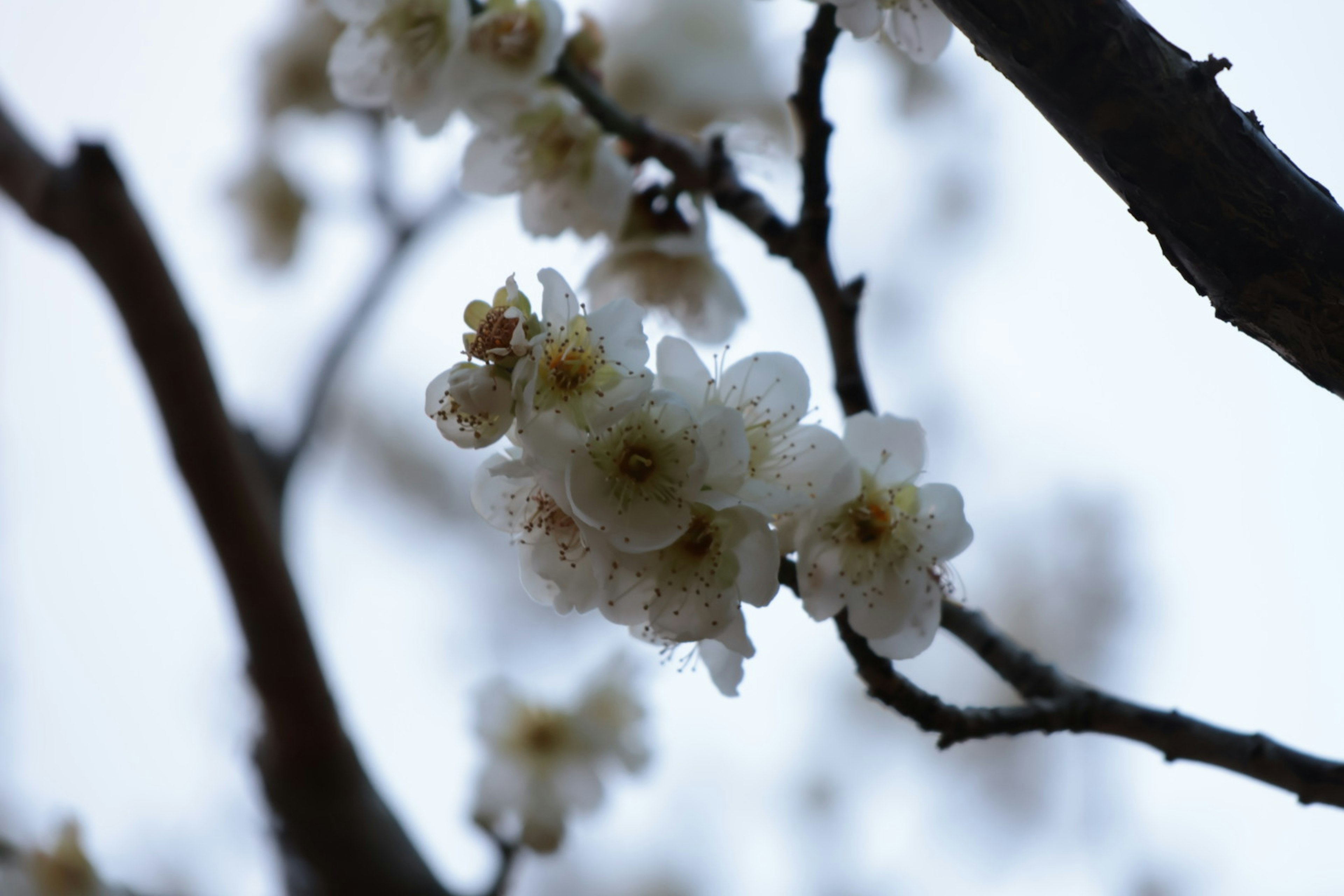 Gros plan de fleurs blanches sur des branches avec un fond de ciel flou