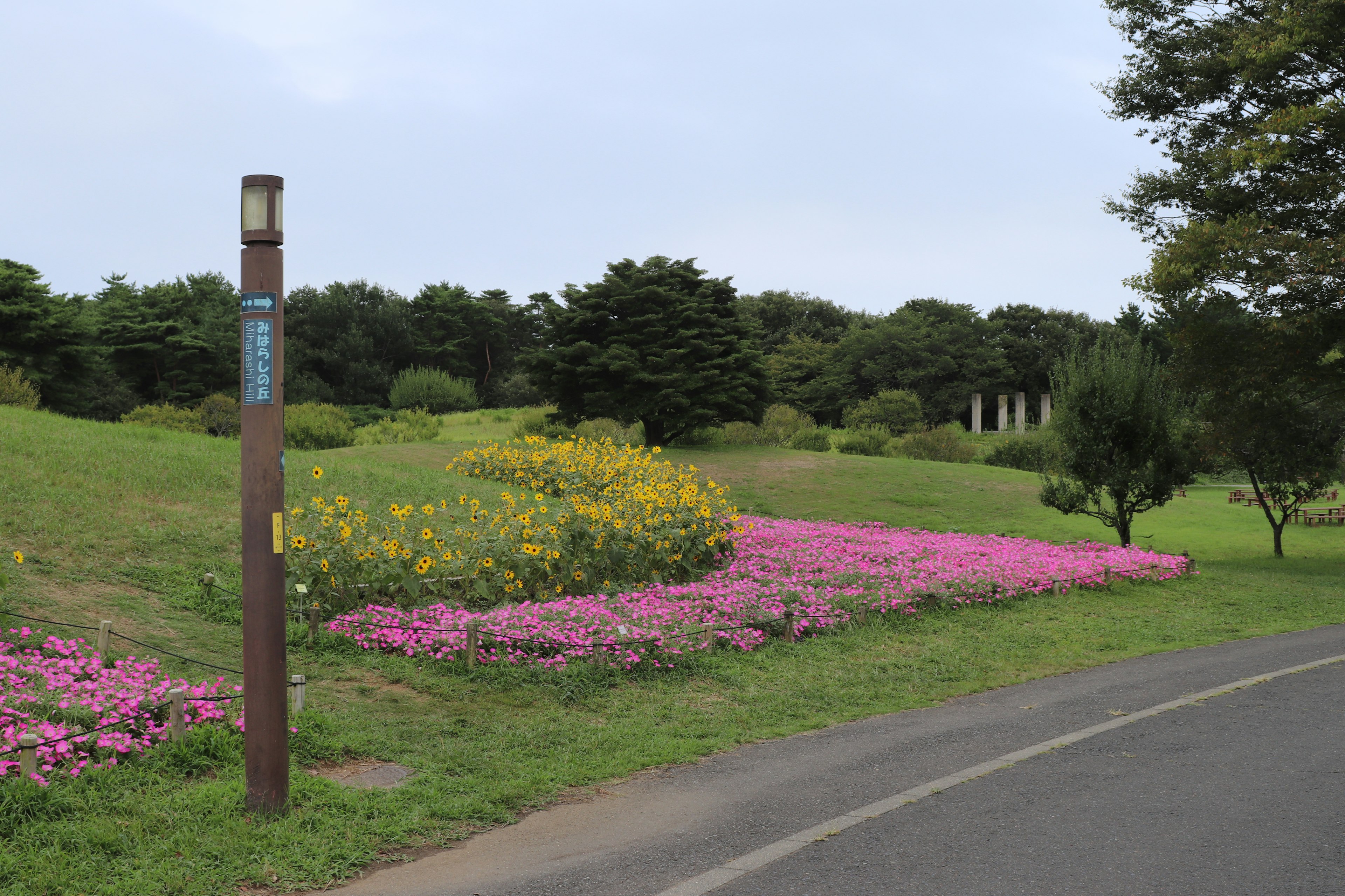 色とりどりの花が咲く公園の風景 道路の横に立つ標識と緑の草地