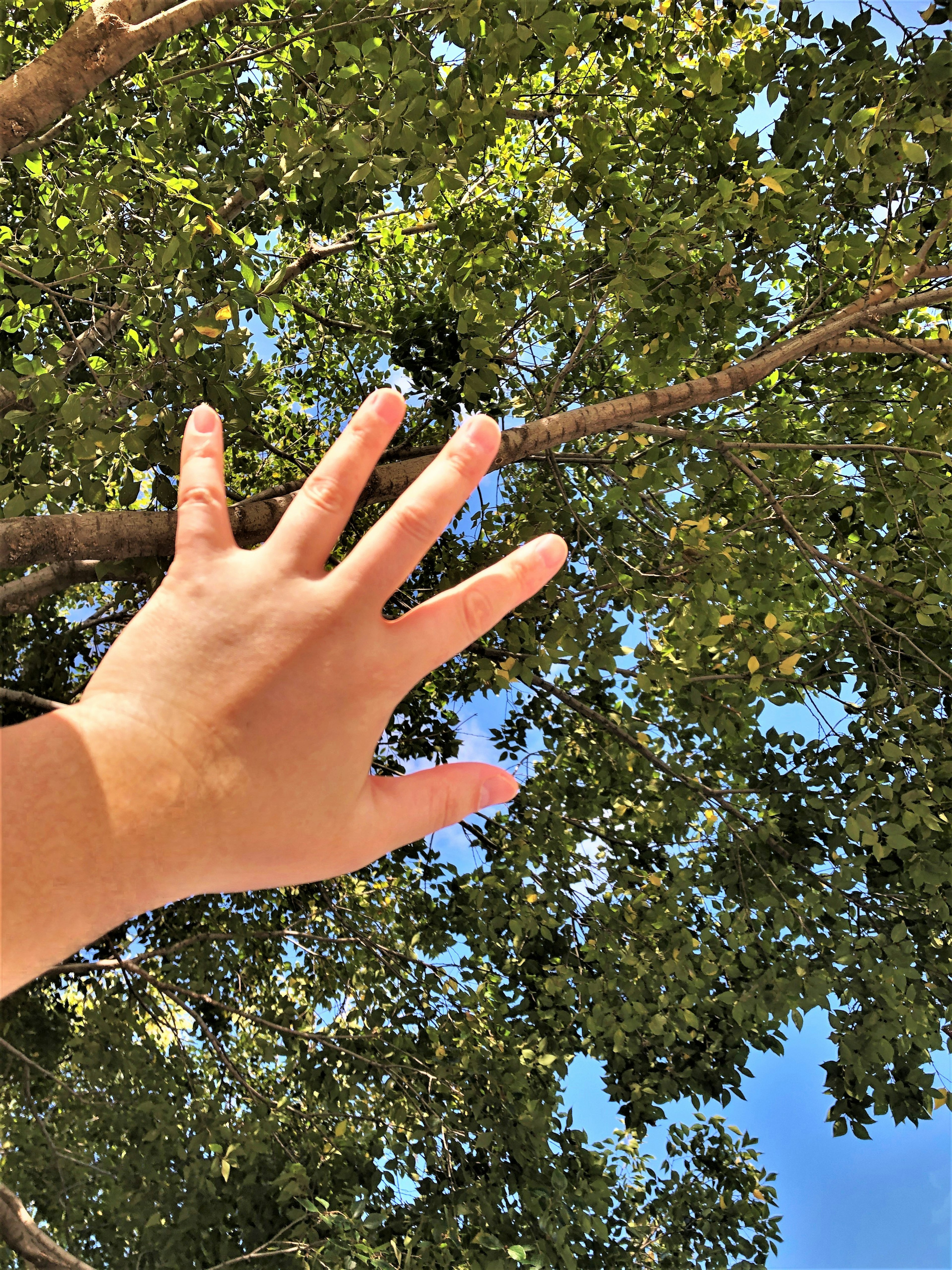 Una mano che si estende verso le foglie degli alberi contro un cielo blu