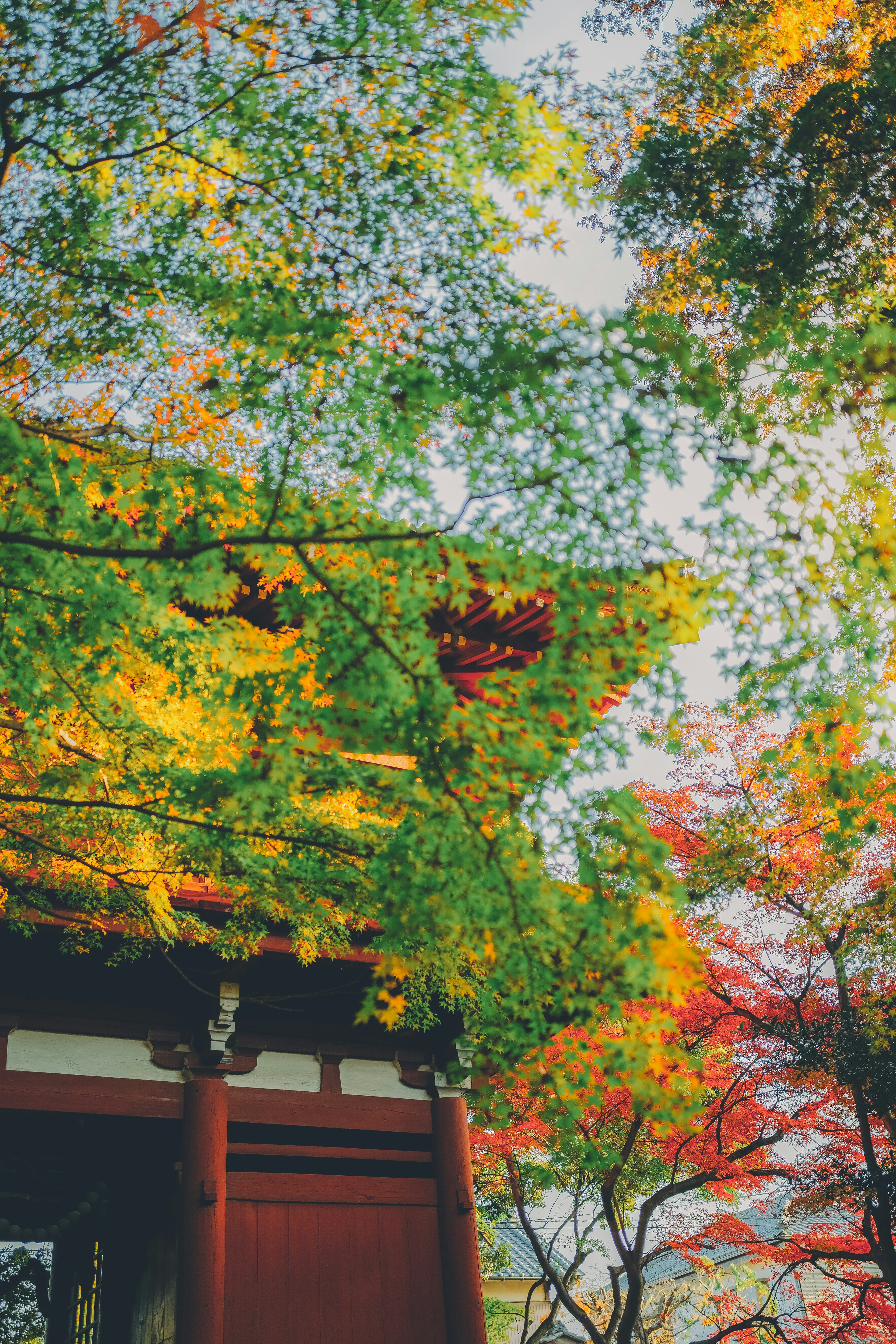 Dach eines traditionellen Gebäudes umgeben von bunten Herbstblättern und Grün