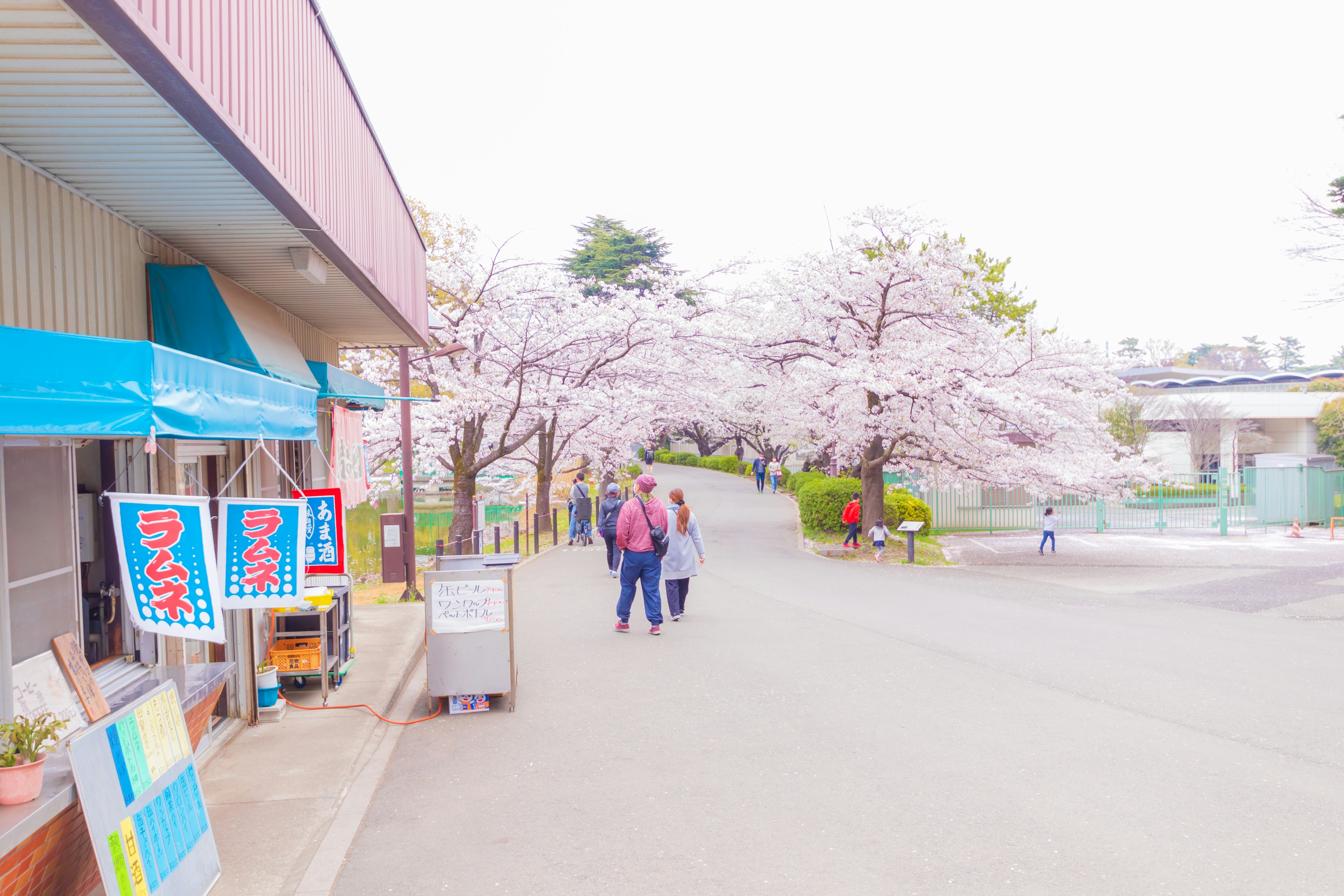 桜の木が並ぶ道を歩くカップルと店舗の風景