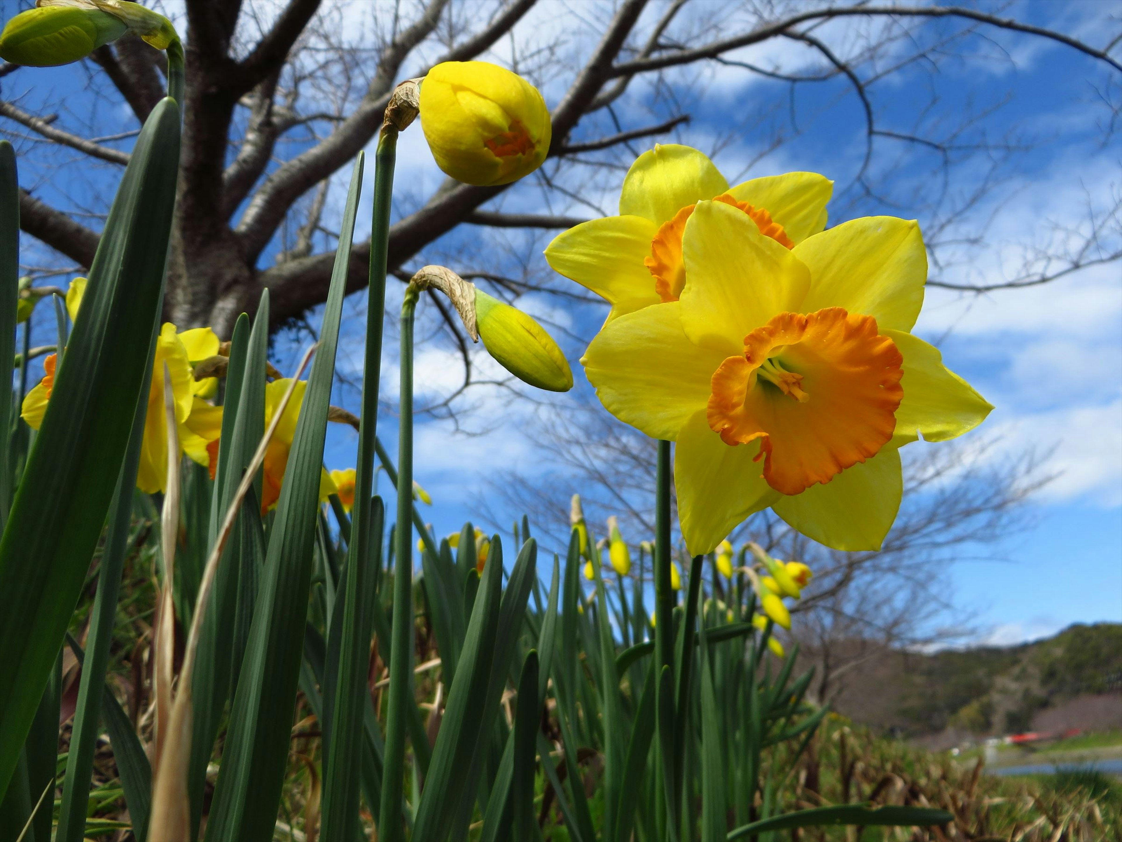 Yellow daffodils blooming in spring under a blue sky