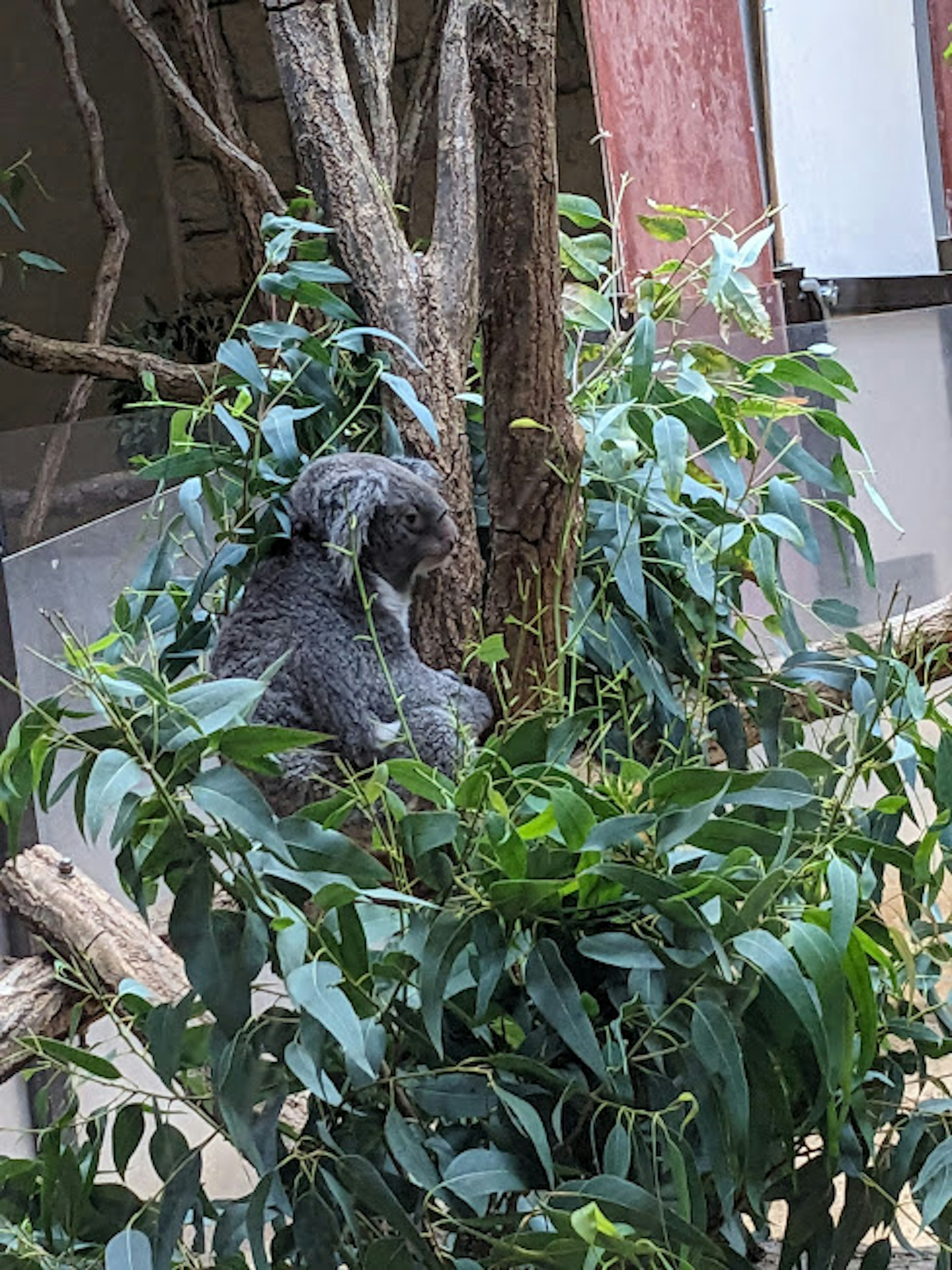 Koala sentado en un árbol de eucalipto