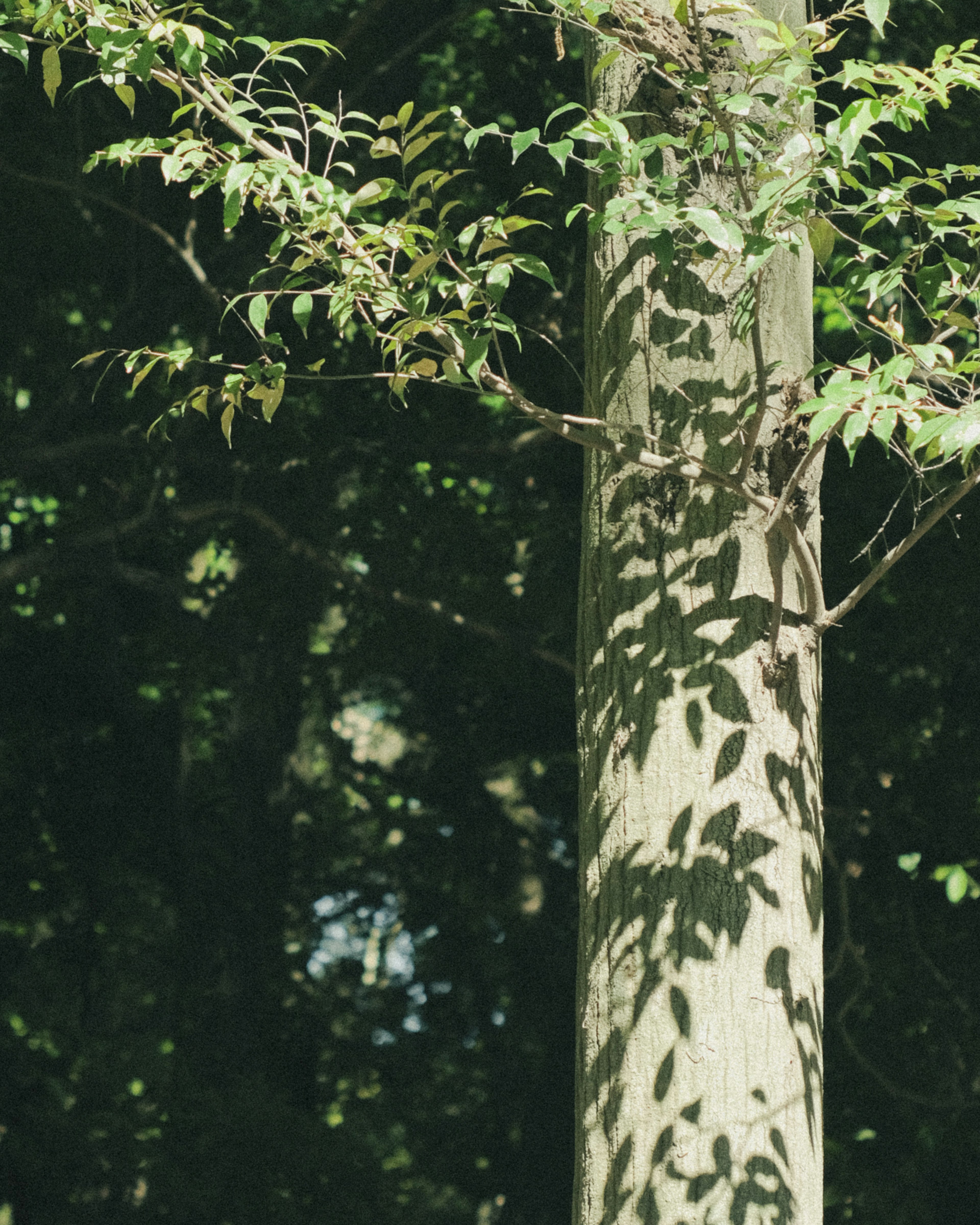 Tree trunk with green leaves casting shadows