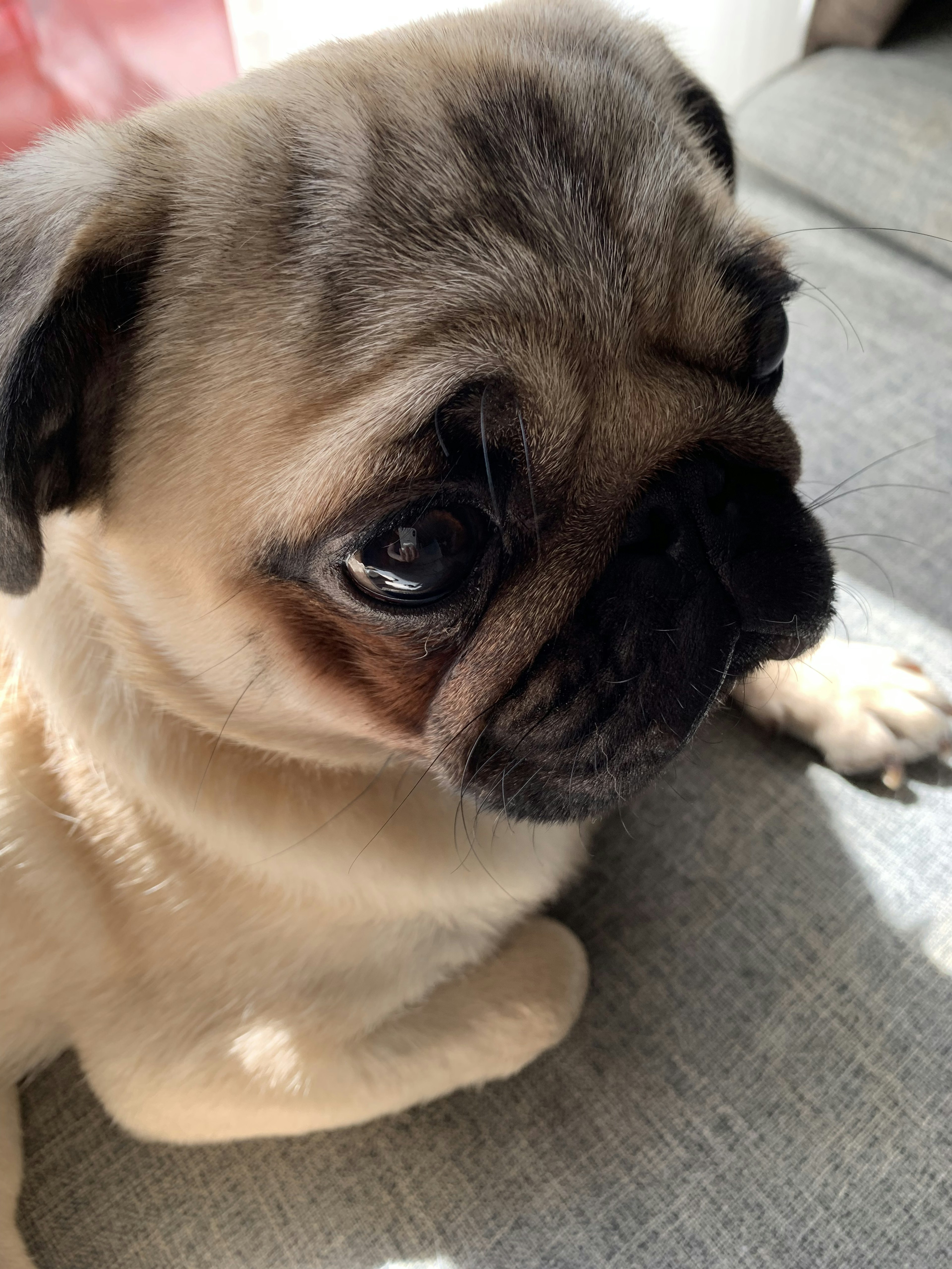 cute pug sitting on a sofa