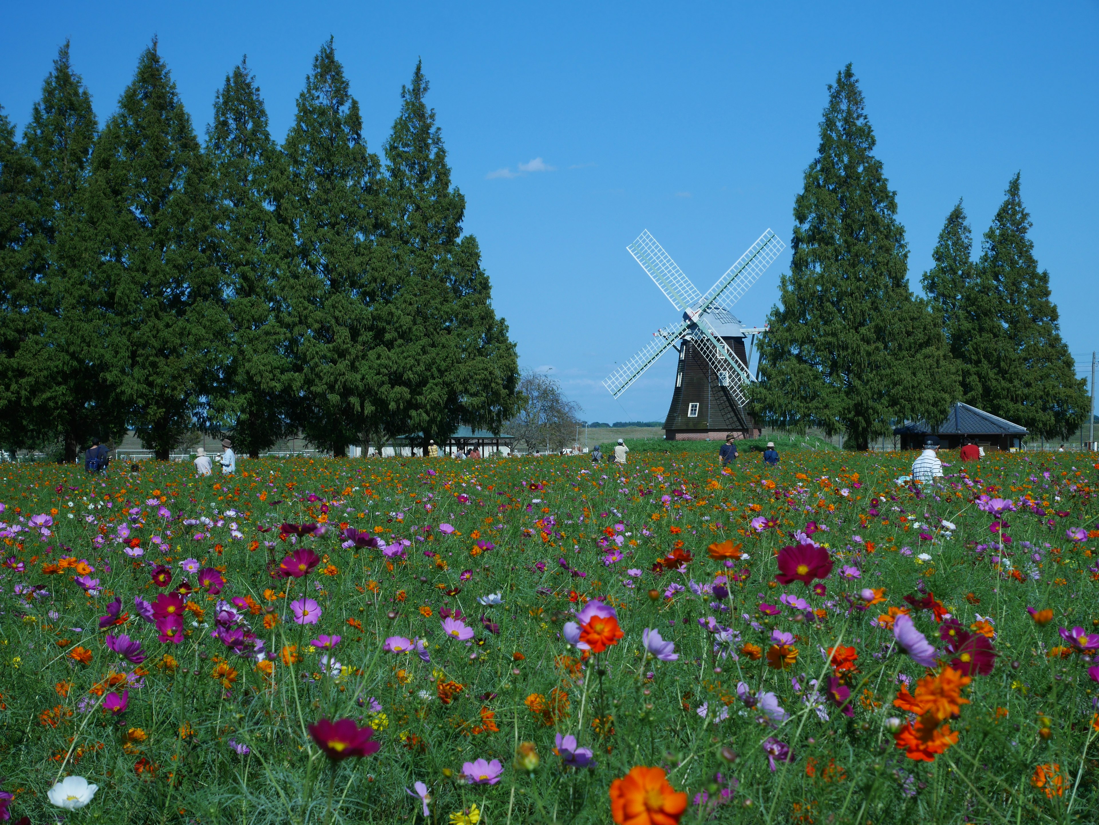 Paysage avec un moulin à vent entouré de fleurs colorées