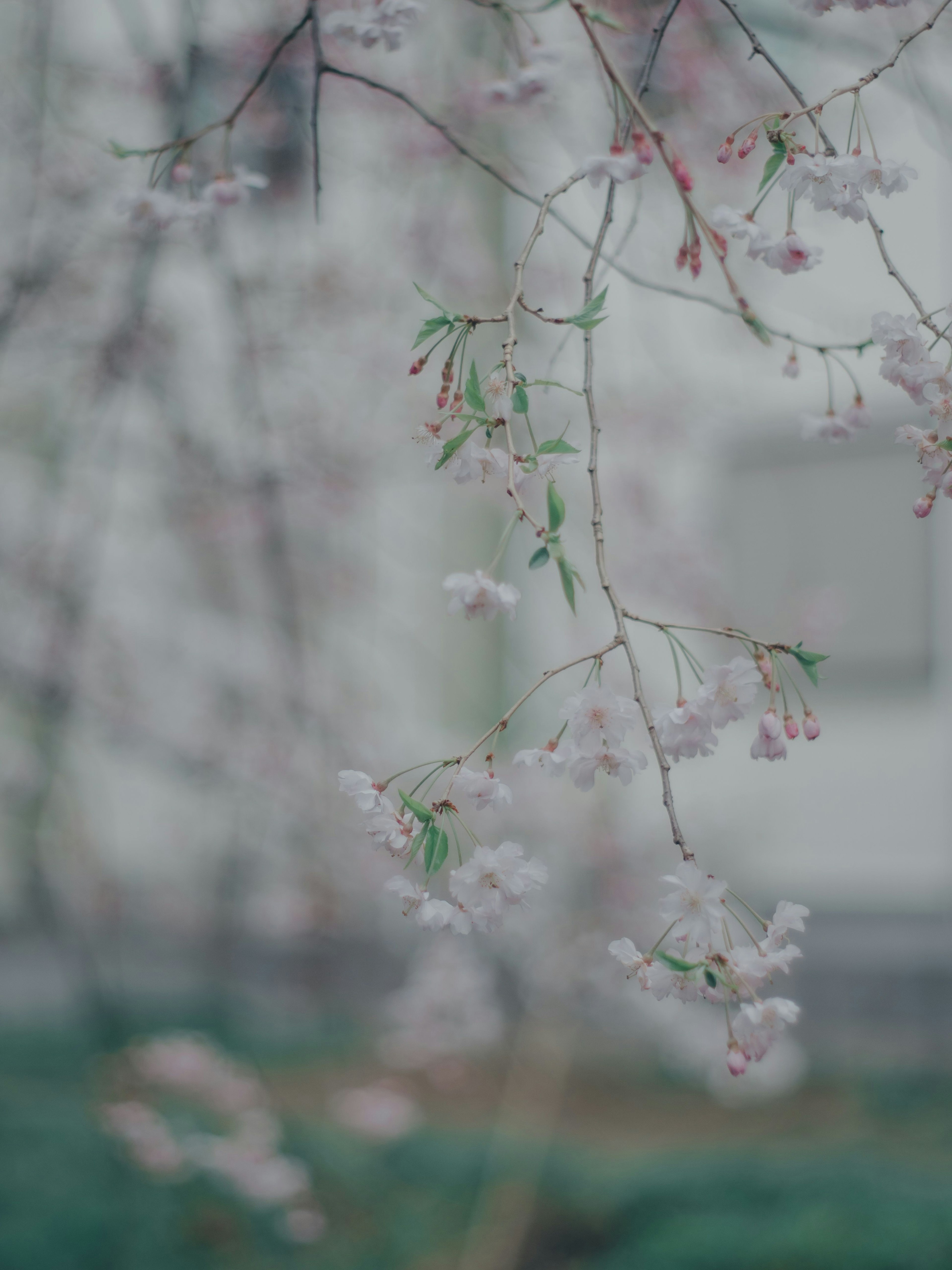 淡い桜の花が咲いている枝のクローズアップ