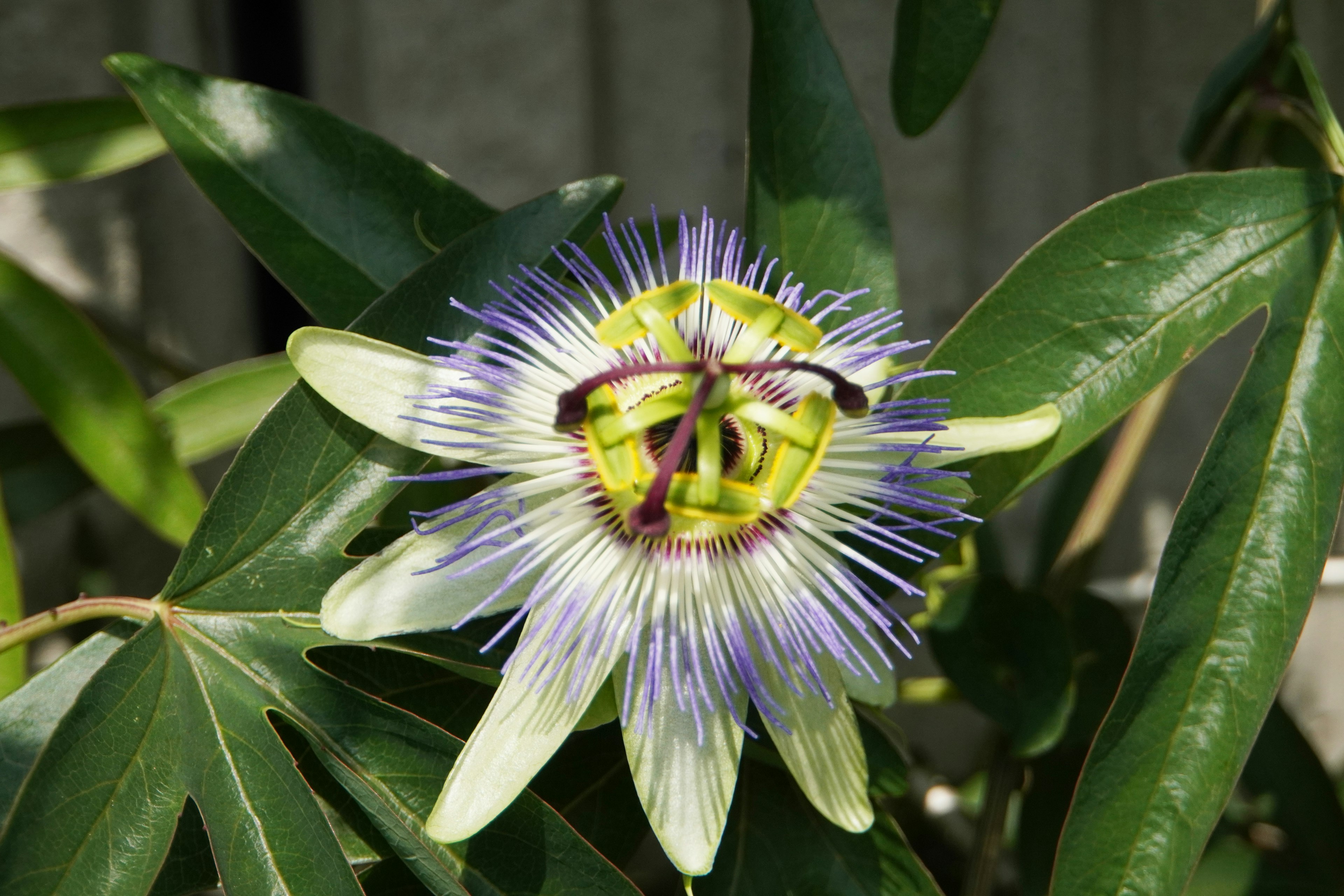 Bella passiflora con petali viola e centro verde circondato da foglie verdi