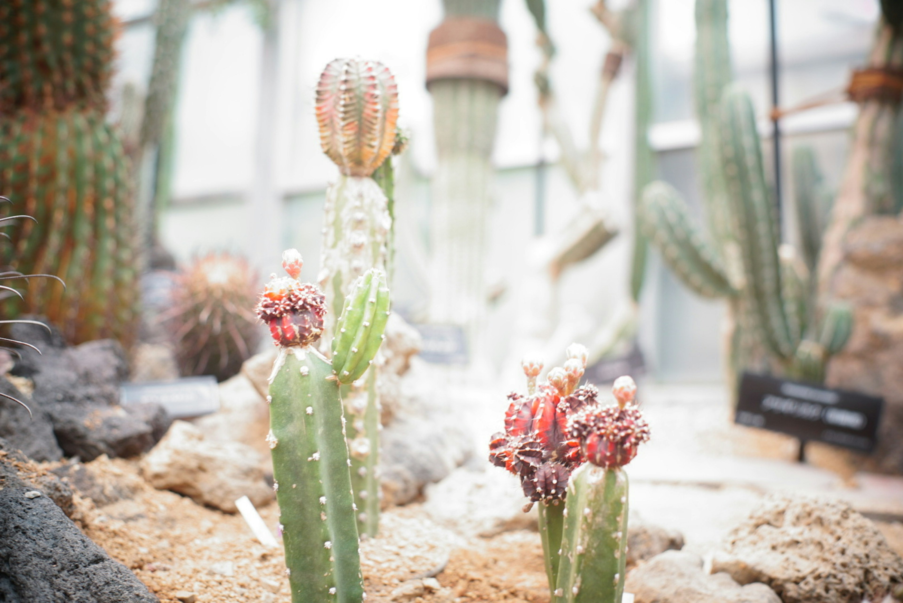 A cluster of cacti in sandy soil with a green cactus featuring red blooms