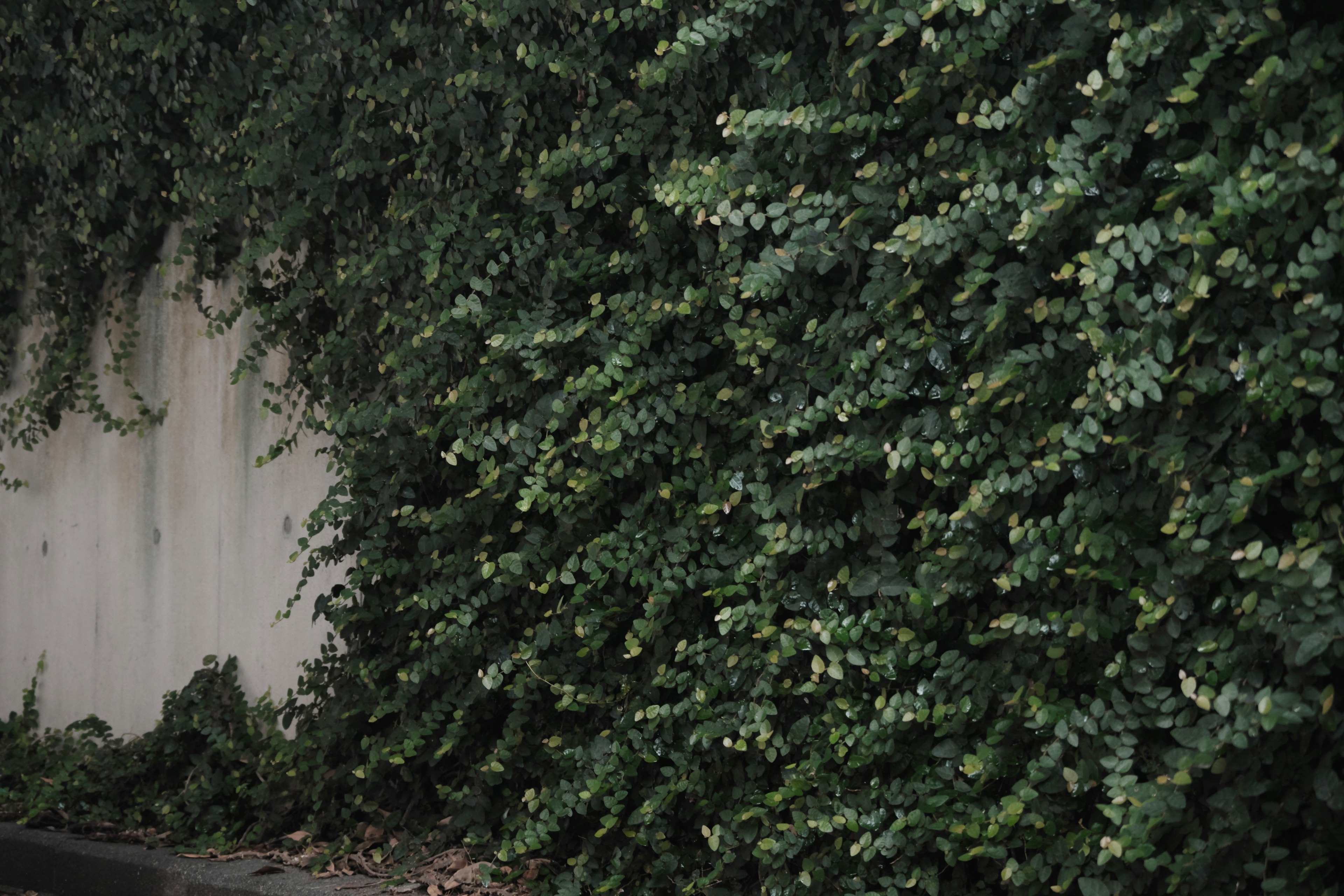 Lush green foliage covering a wall with a hint of pavement