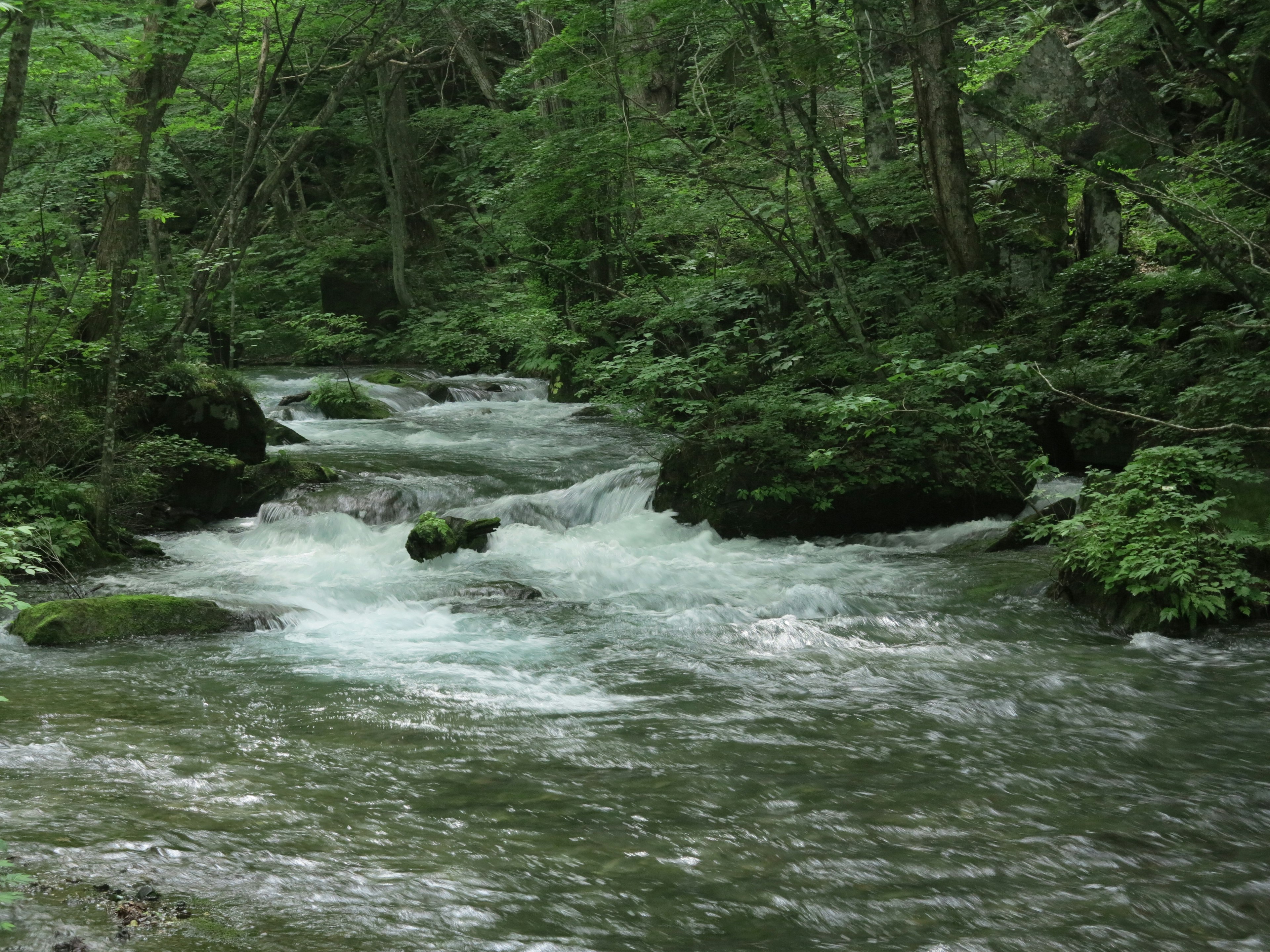 Pemandangan indah aliran sungai jernih di tengah hutan hijau