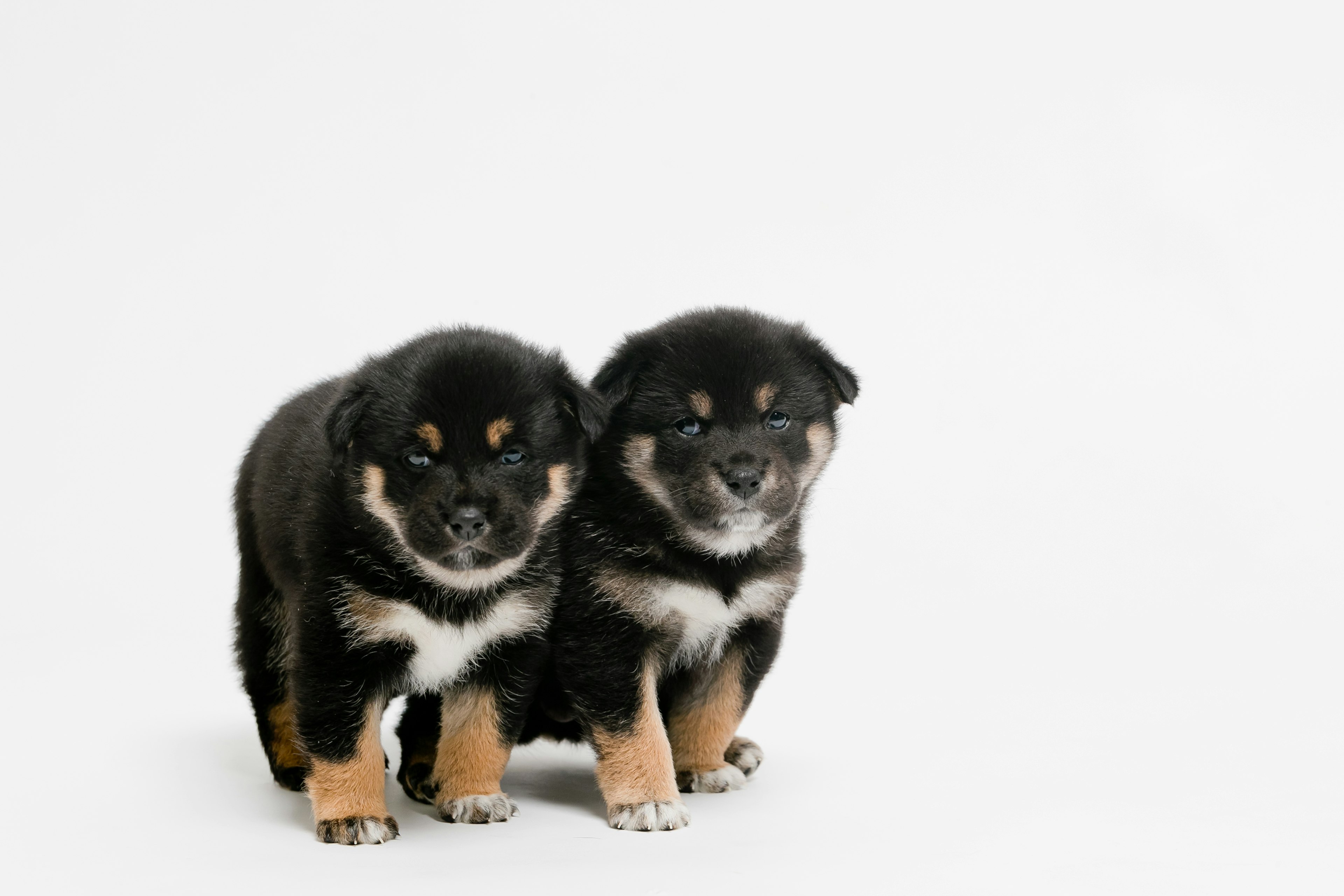 Two black puppies standing side by side