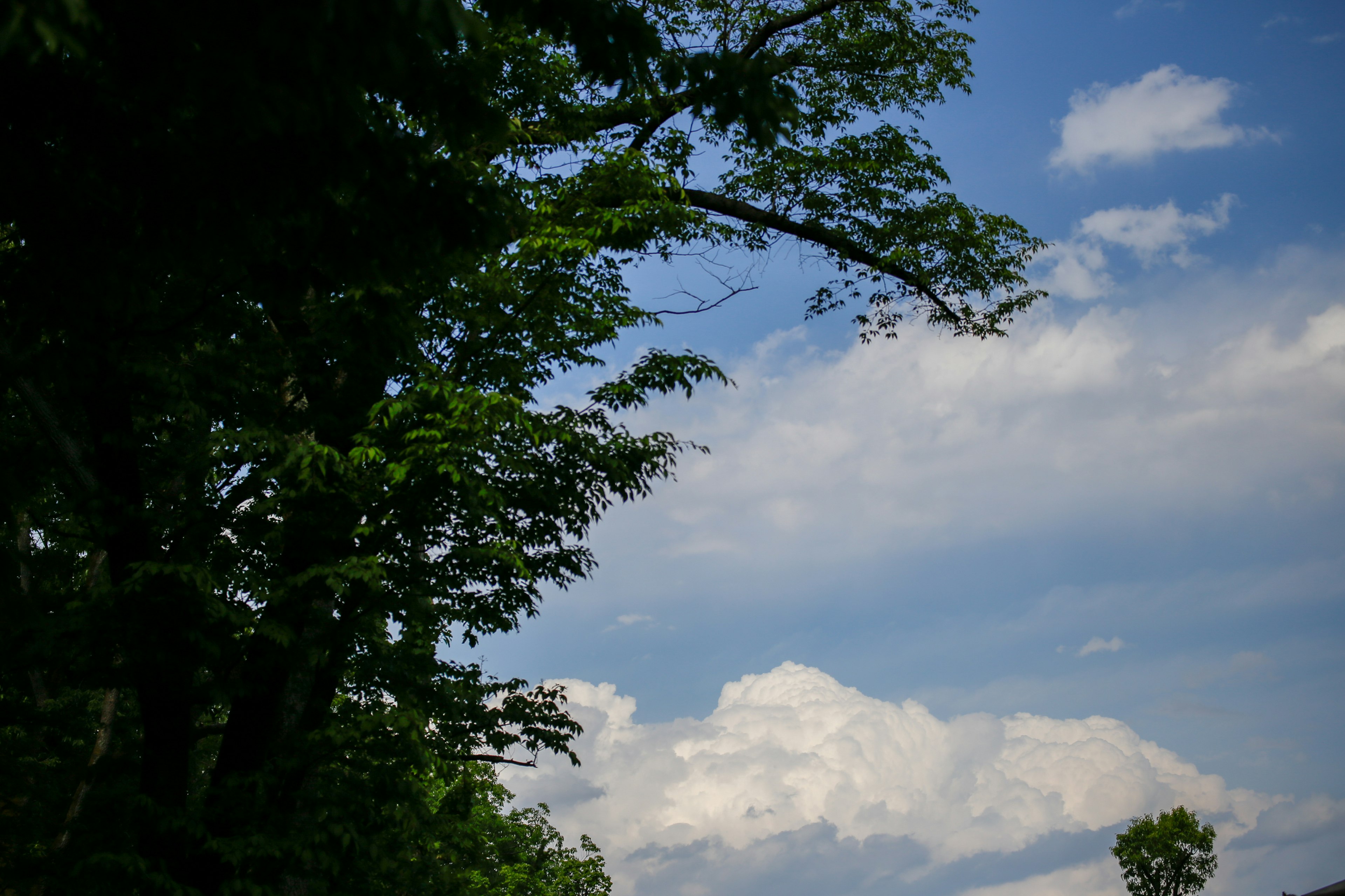 Grüne Bäume vor einem blauen Himmel und weißen Wolken