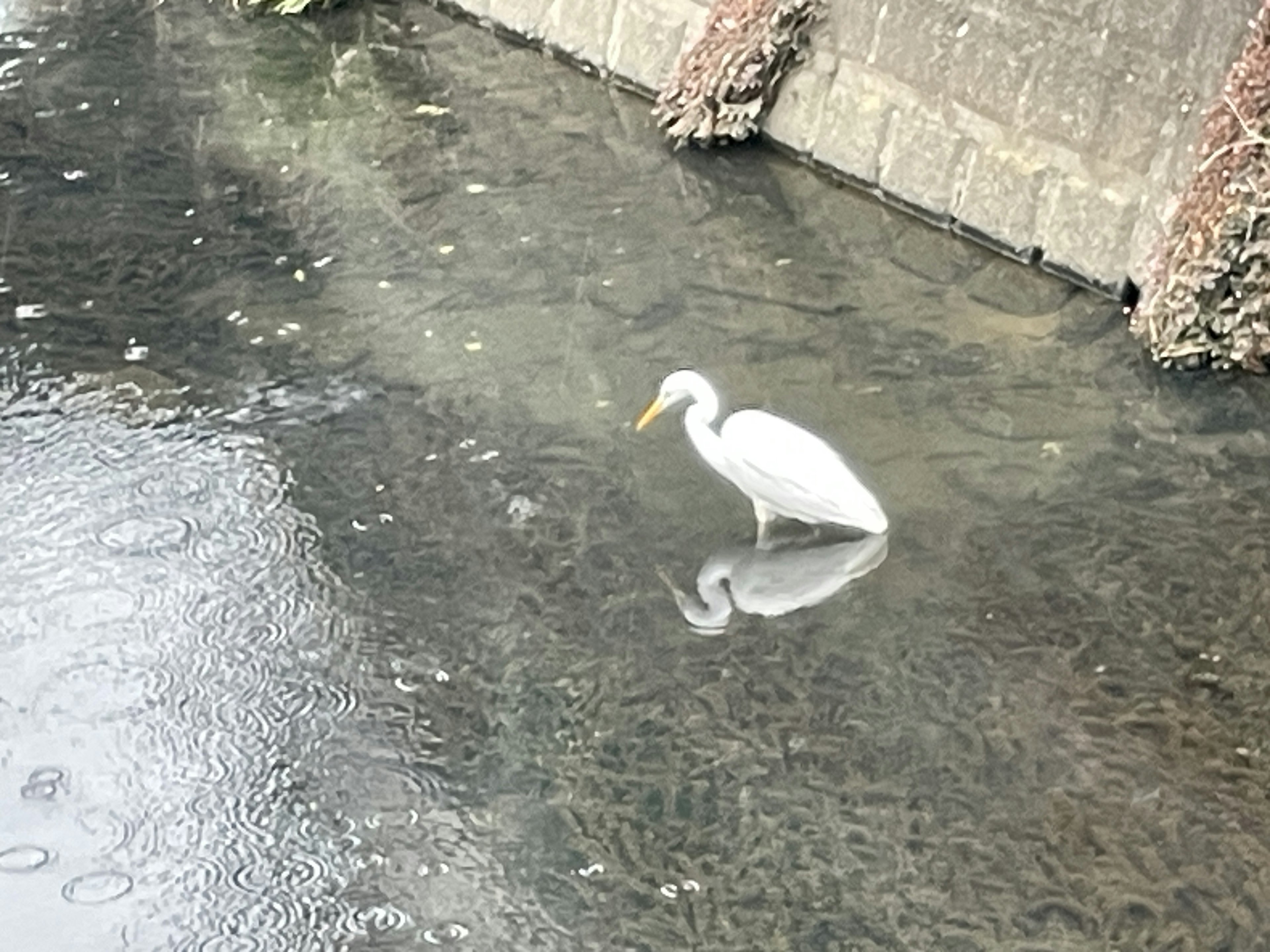 A white heron standing quietly by the water with its reflection