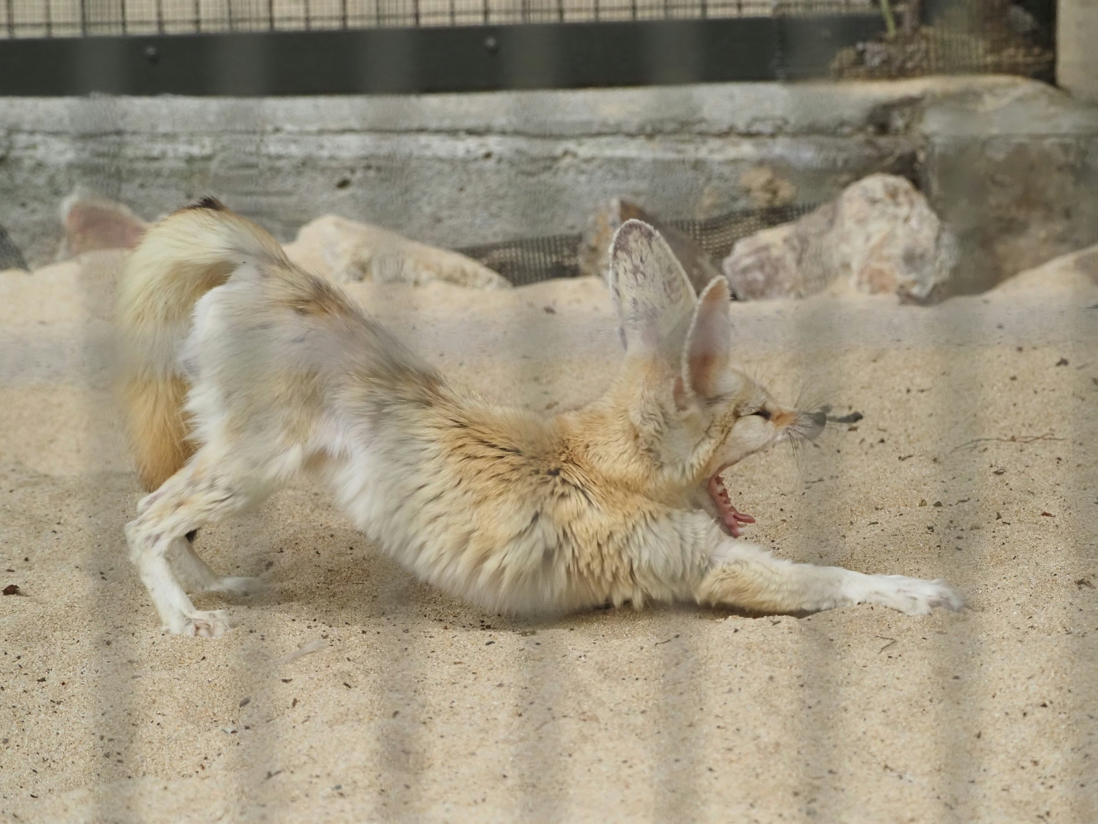 Una volpe fennec che si sta allungando con la bocca aperta