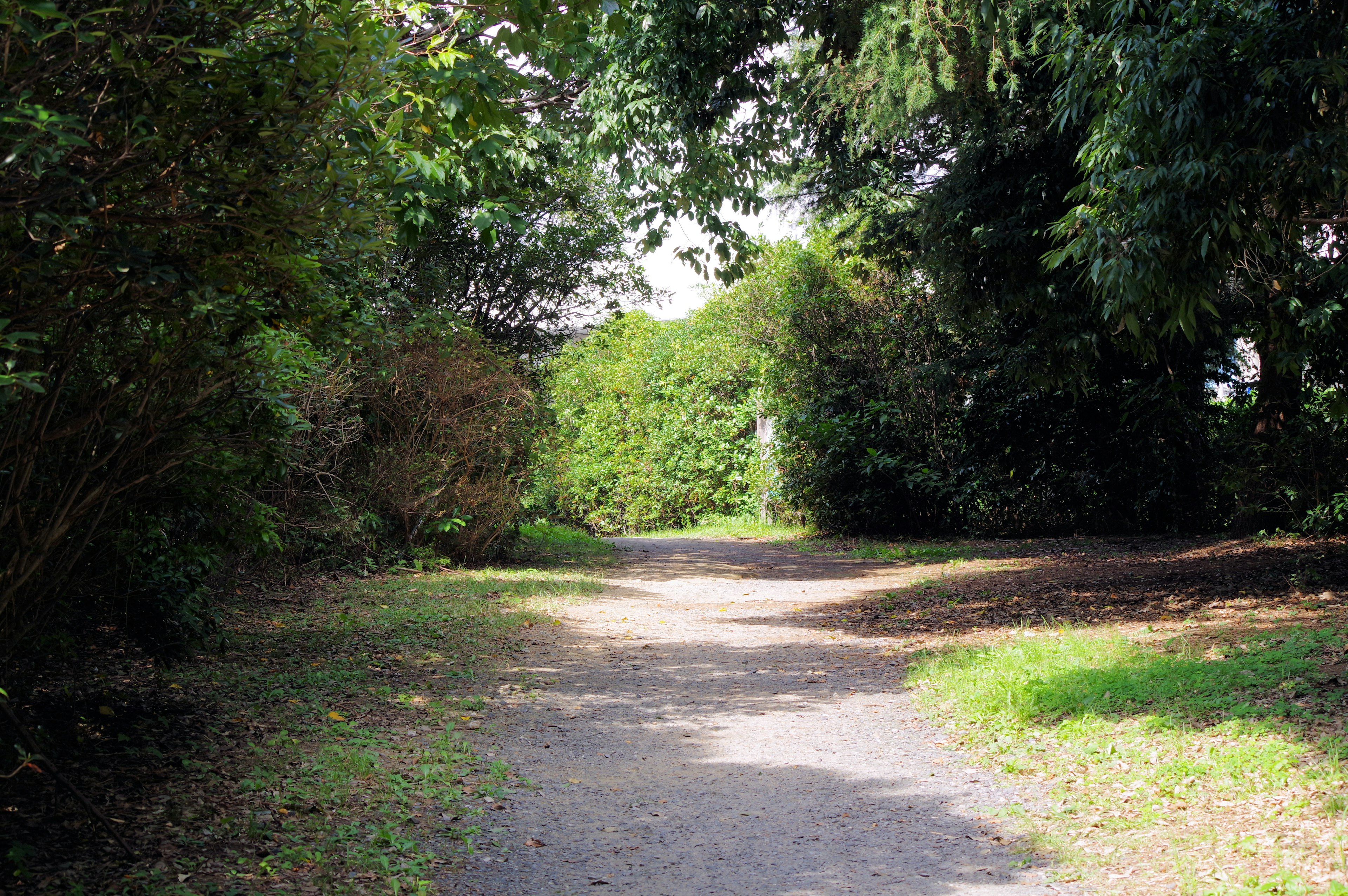 A tranquil pathway surrounded by lush greenery