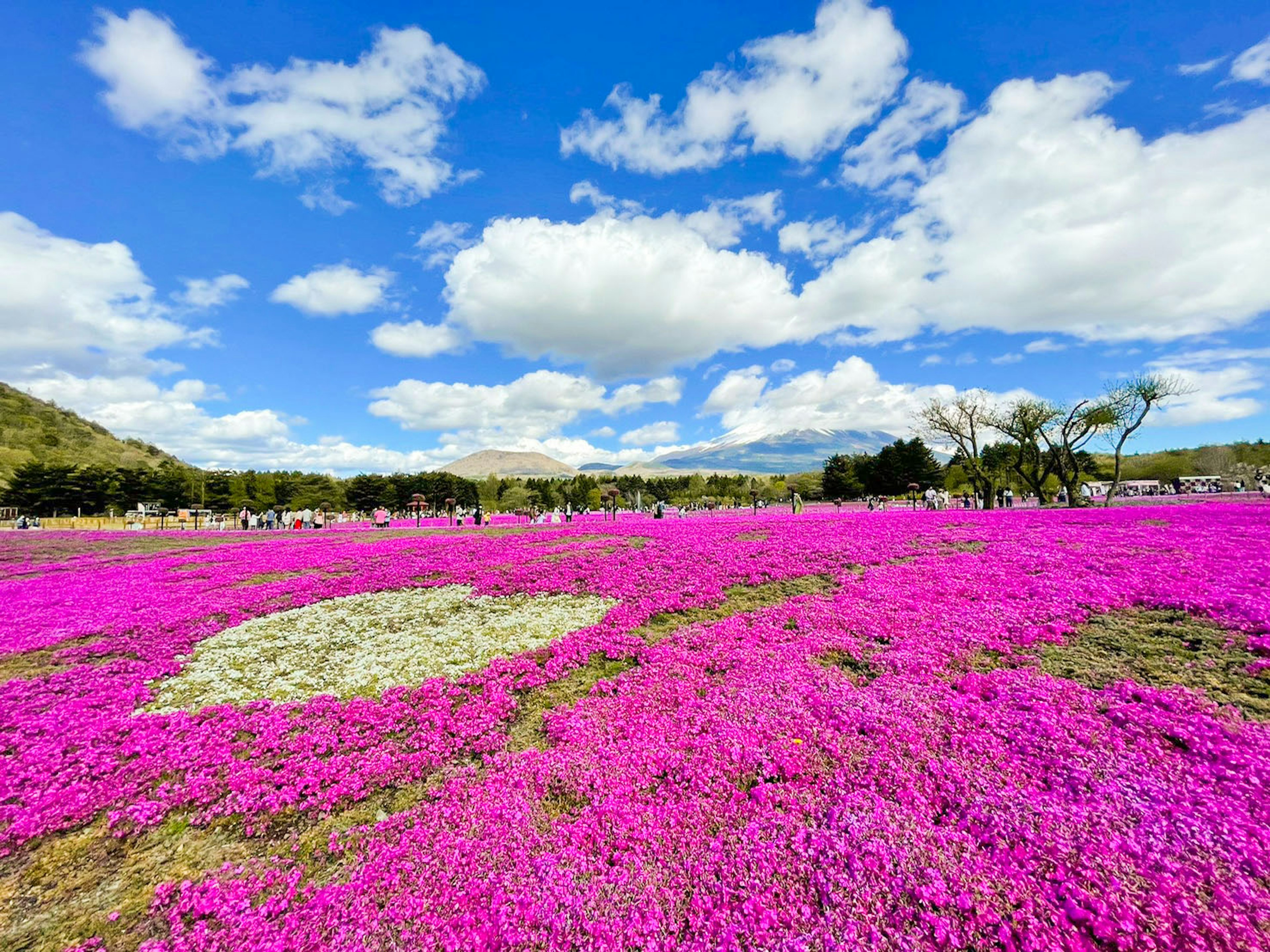 Fiori rosa vivaci che coprono un paesaggio sotto un cielo blu