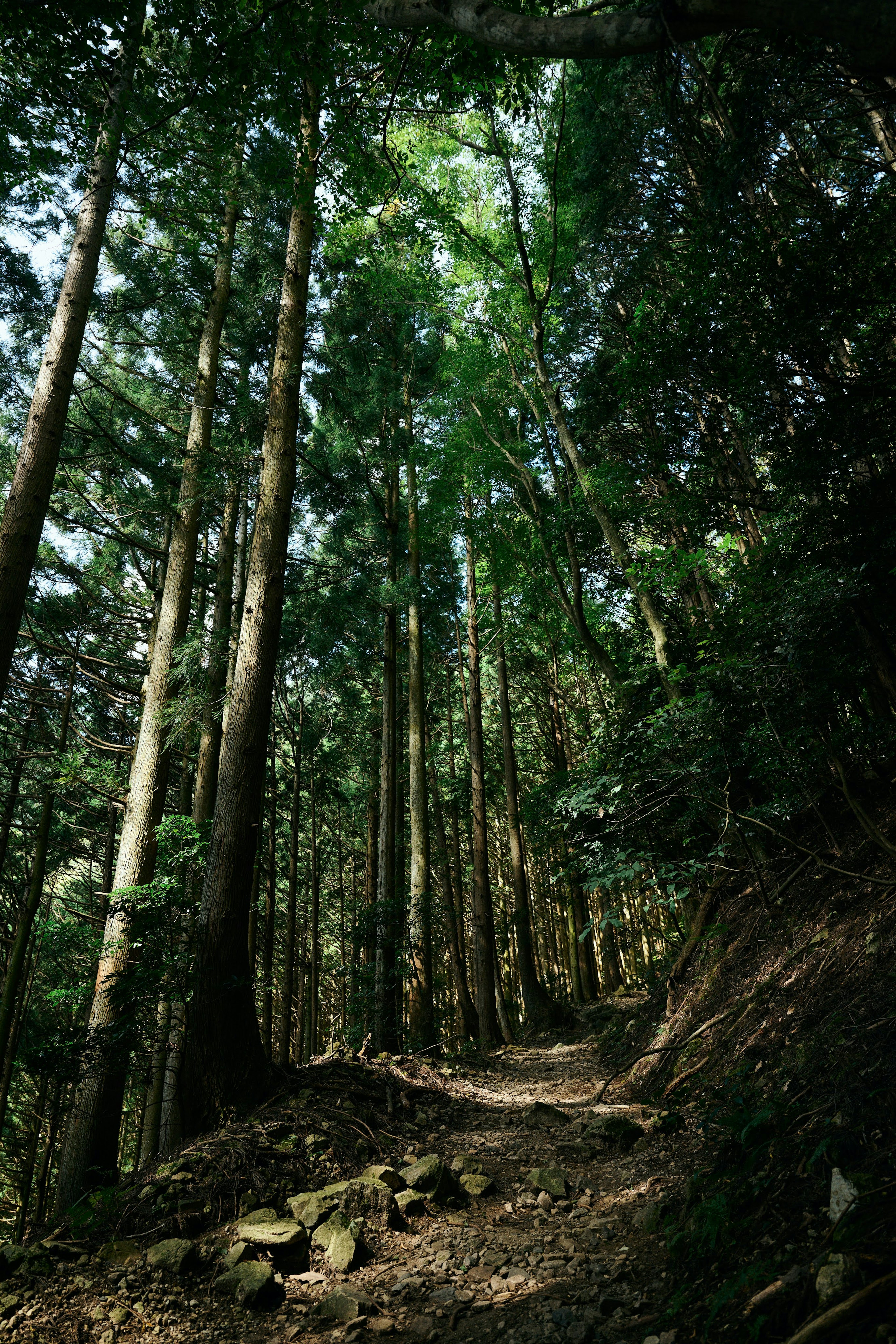 緑豊かな森林の小道が続く景色