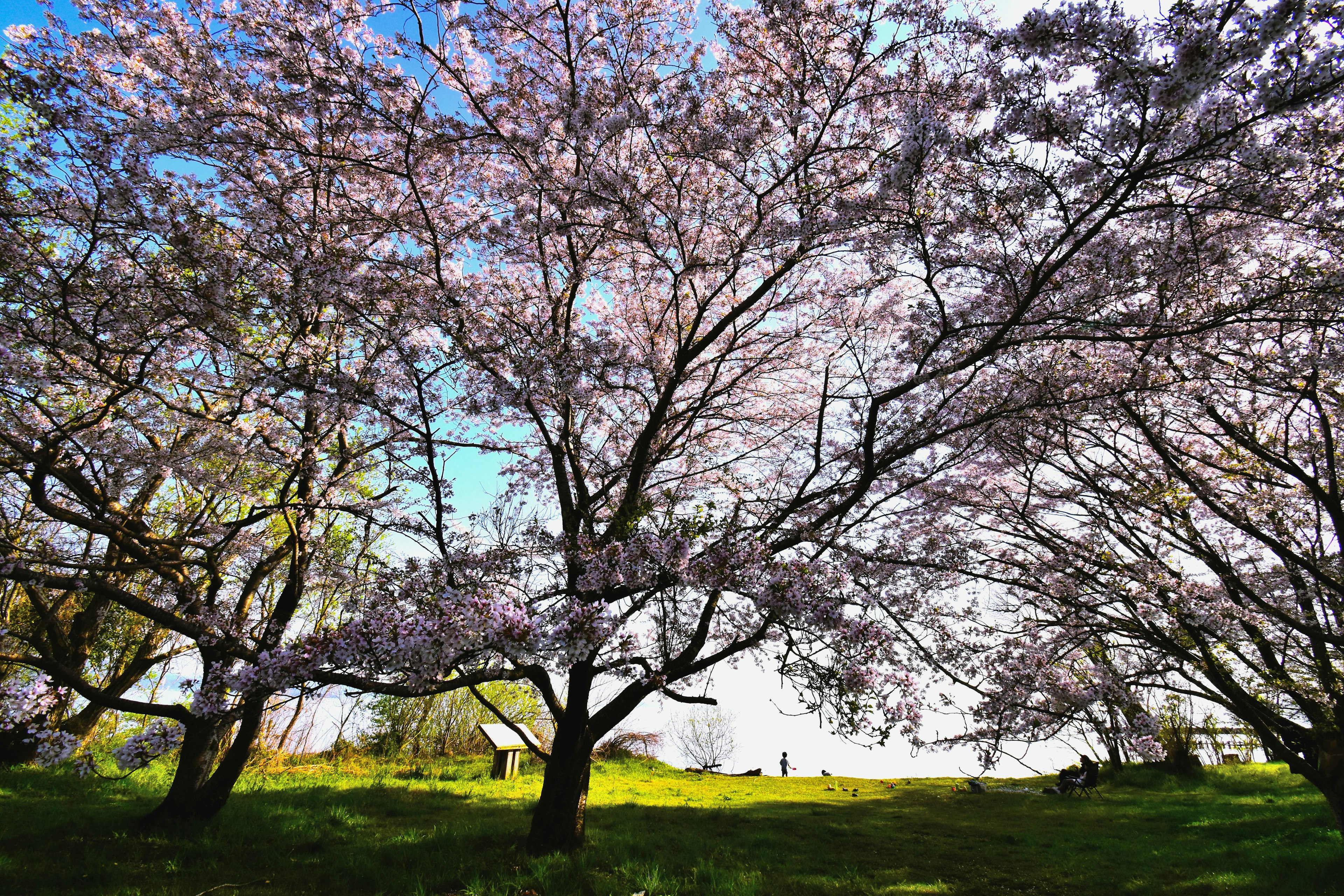 Beautiful park scene with blooming cherry blossom trees