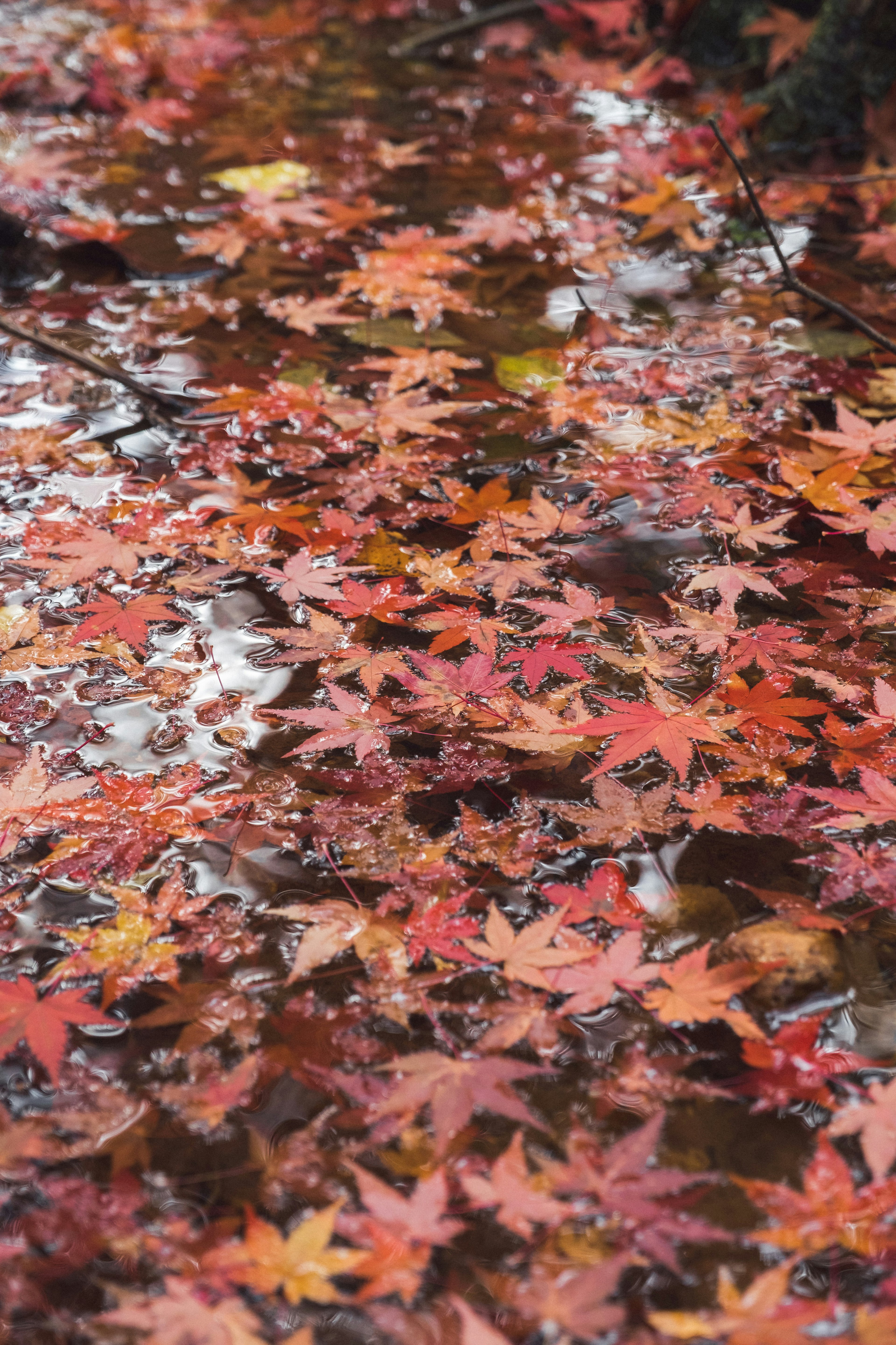 Scena autunnale con foglie di acero rosse sparse sulla superficie dell'acqua