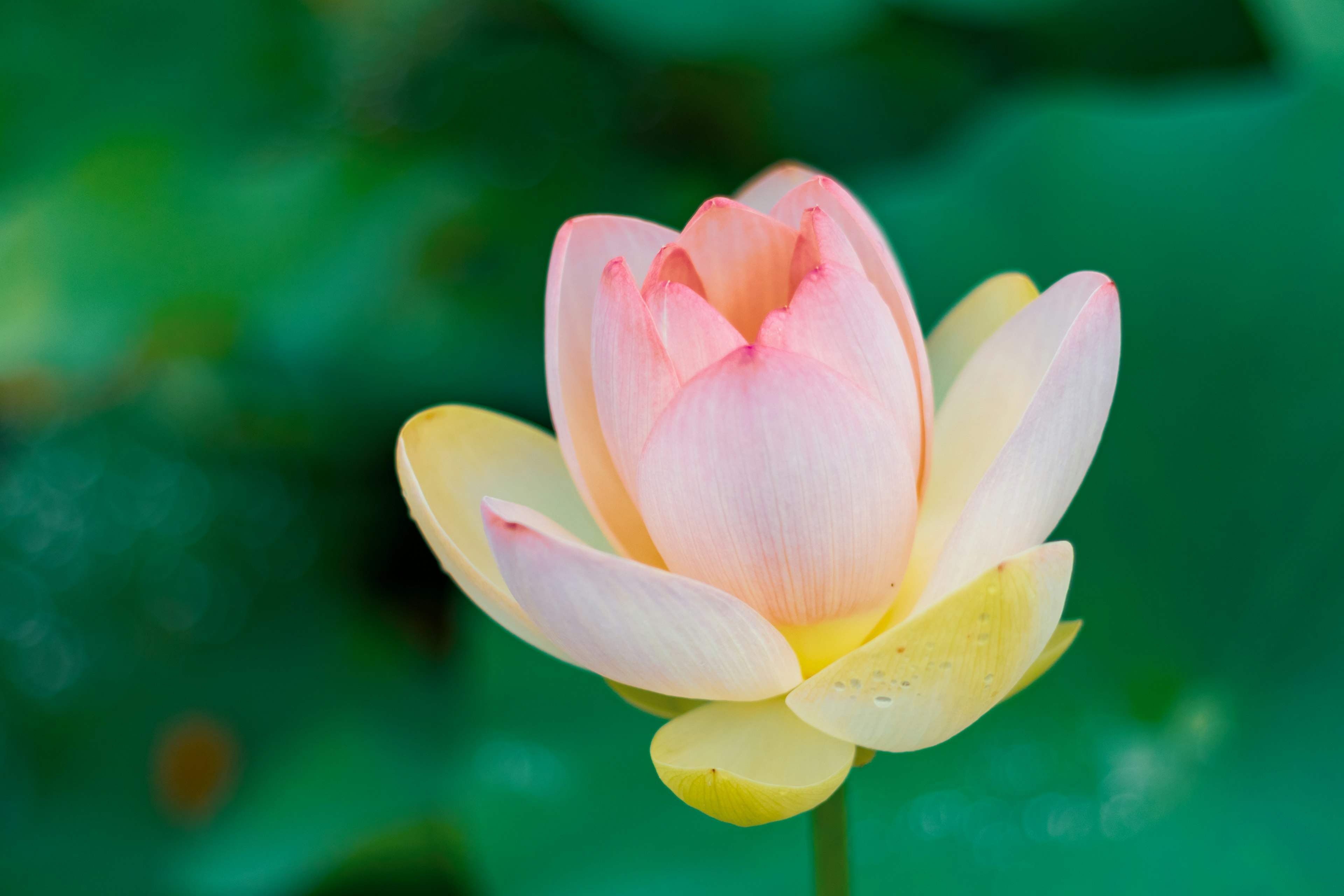 Eine schöne Lotusblume, die zwischen grünen Blättern blüht