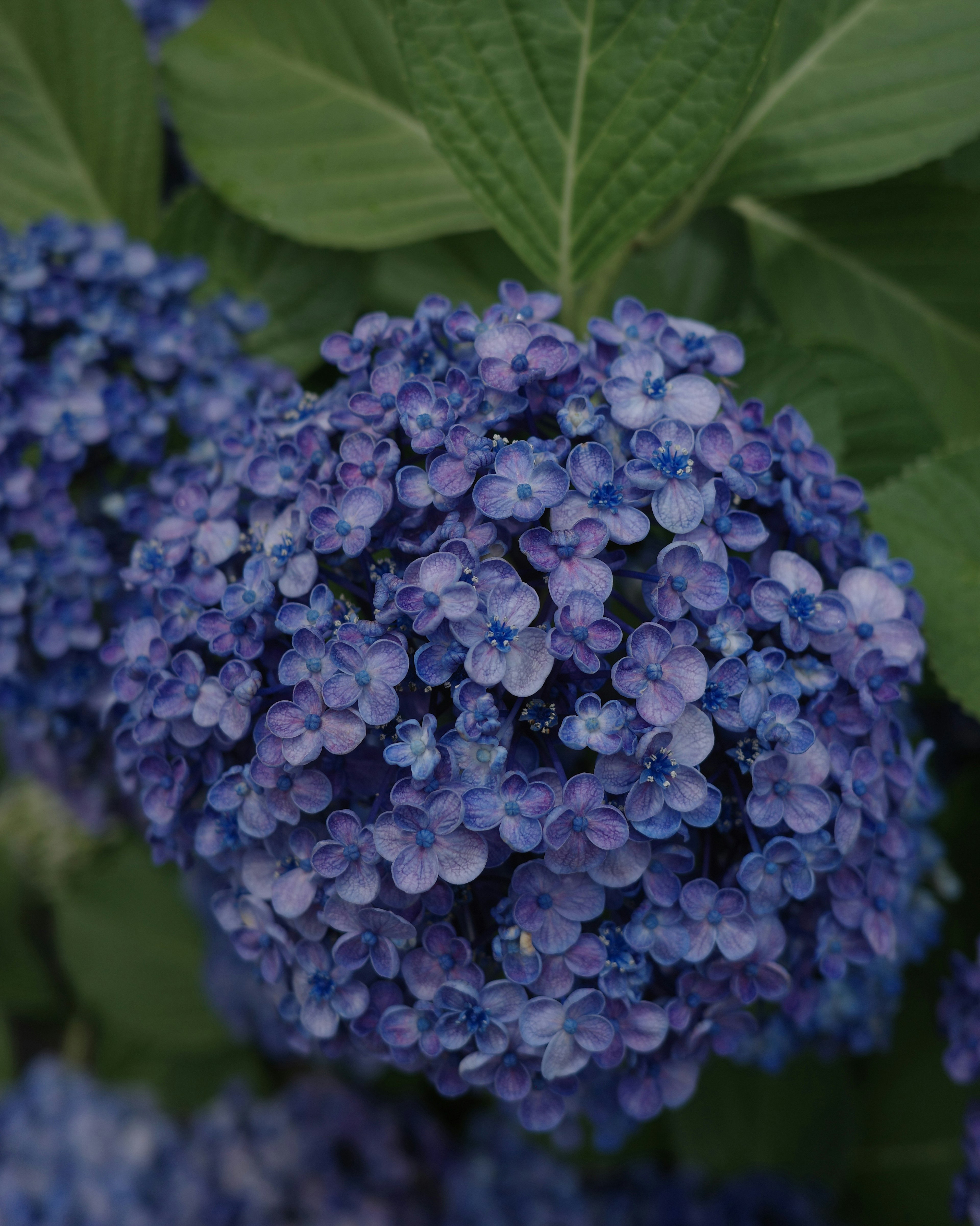 Cluster of blue-purple flowers with green leaves