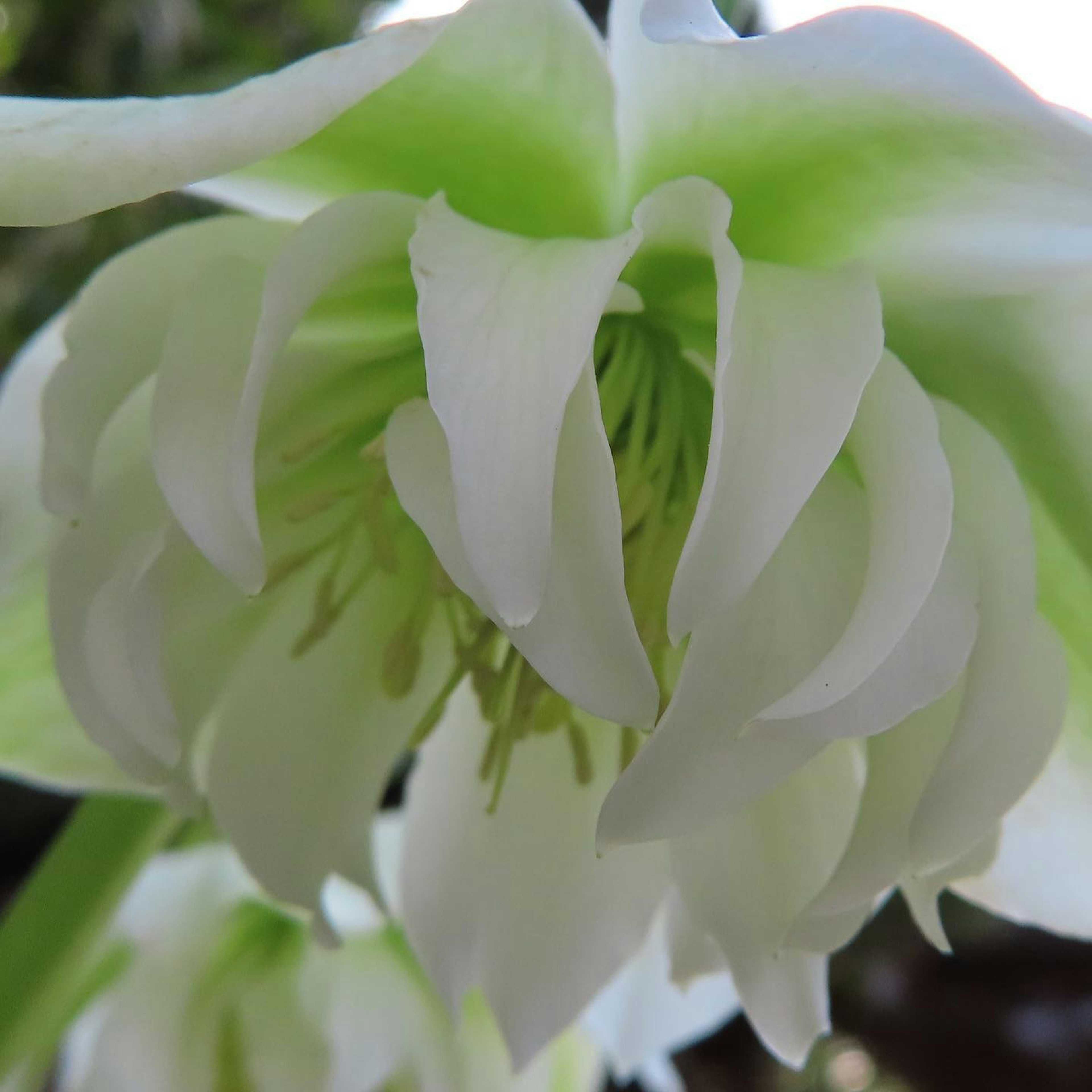 Acercamiento de una flor con pétalos blancos y verdes distintivos