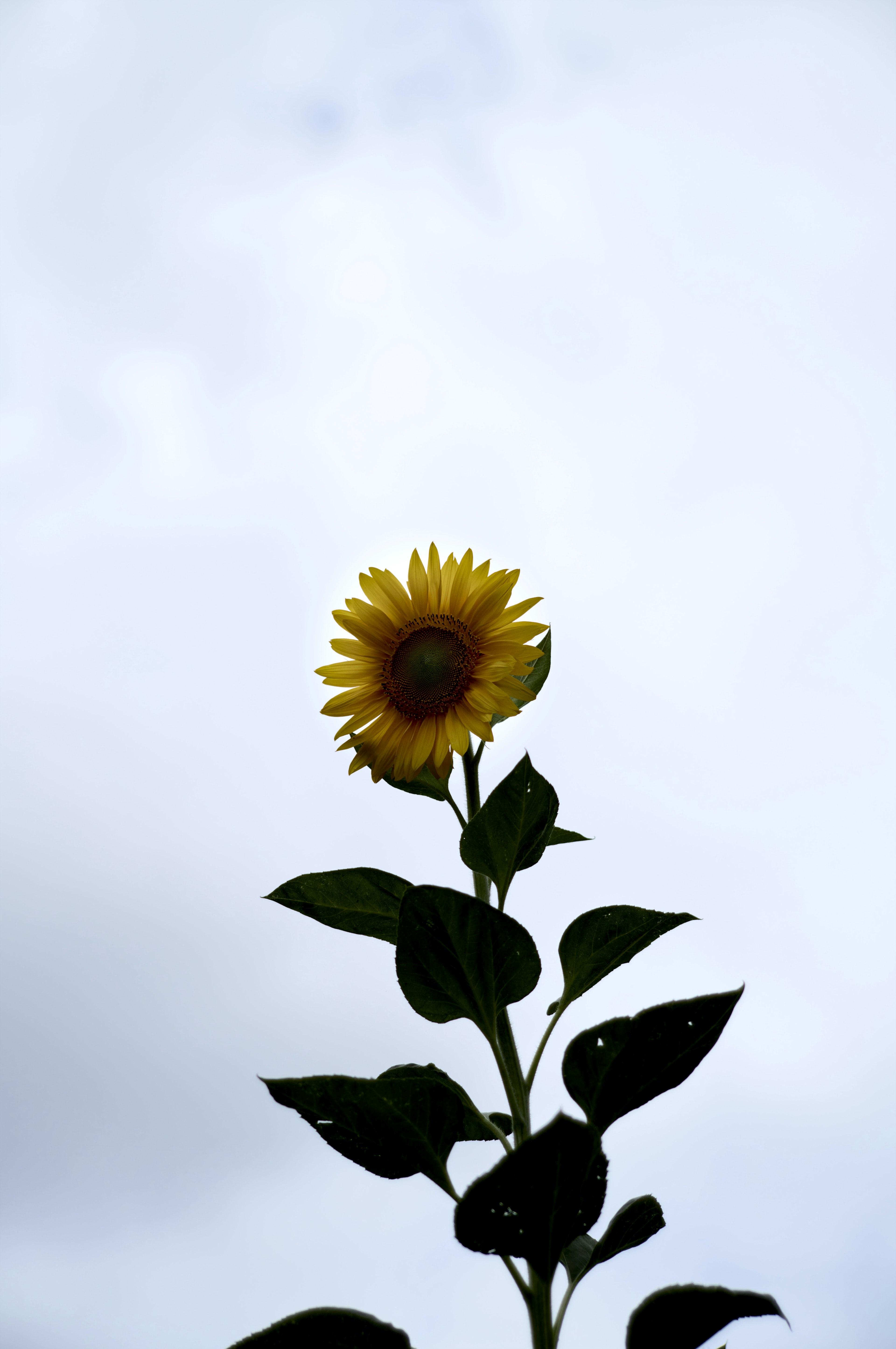 空に向かって咲くひまわりの花と緑の葉