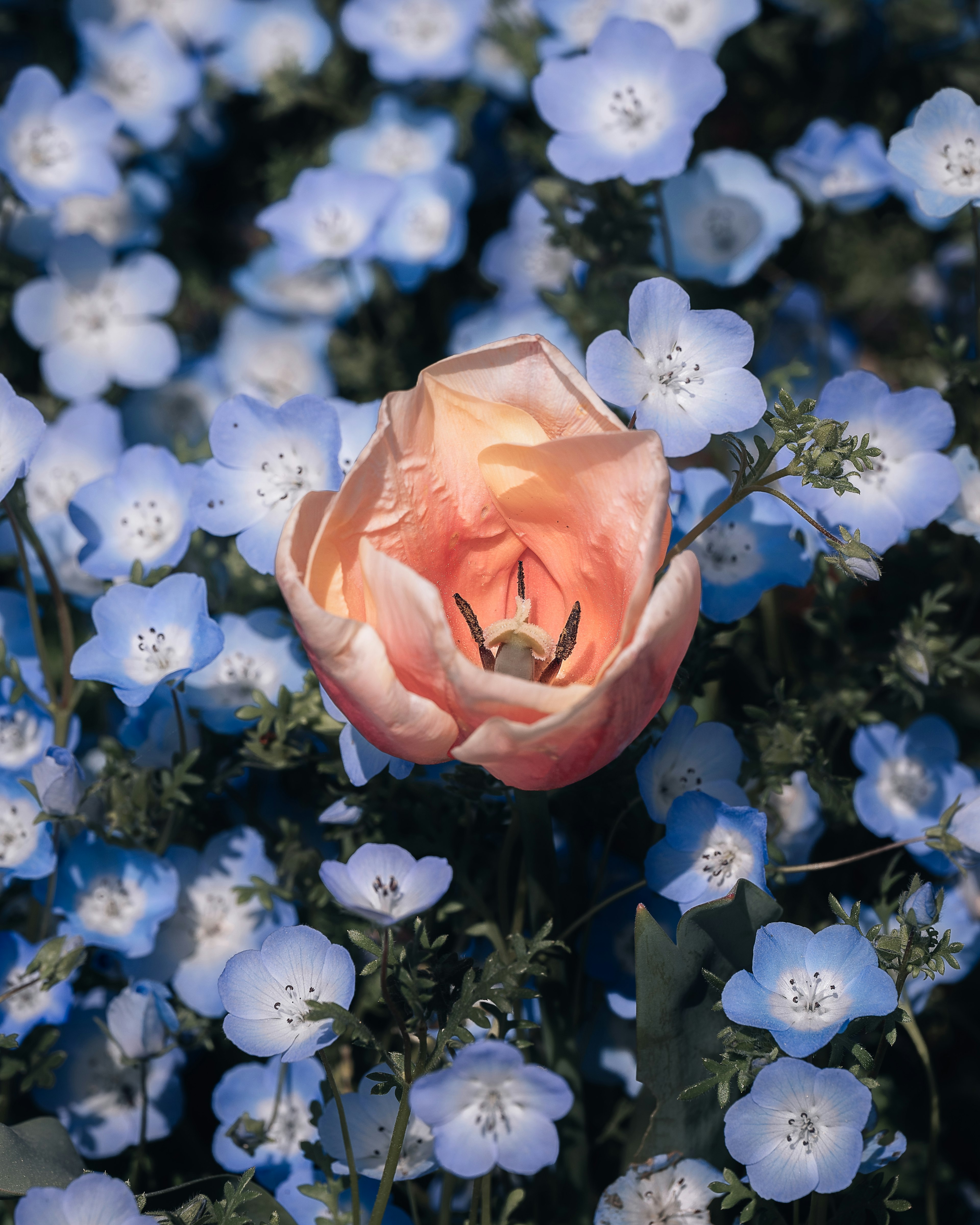 青い花の中にあるオレンジ色のバラの花