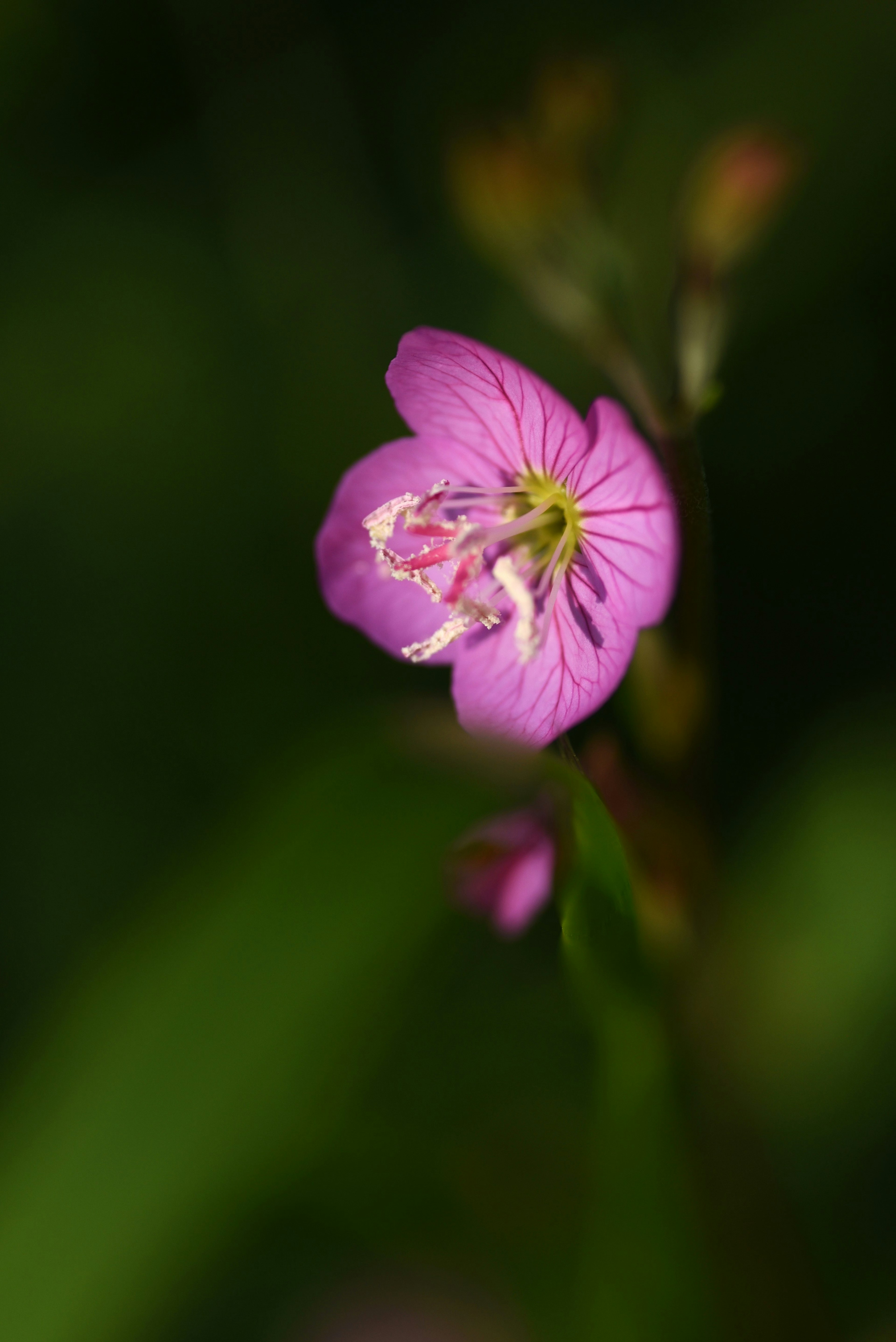 鮮やかなピンクの花が緑の背景に浮かび上がる