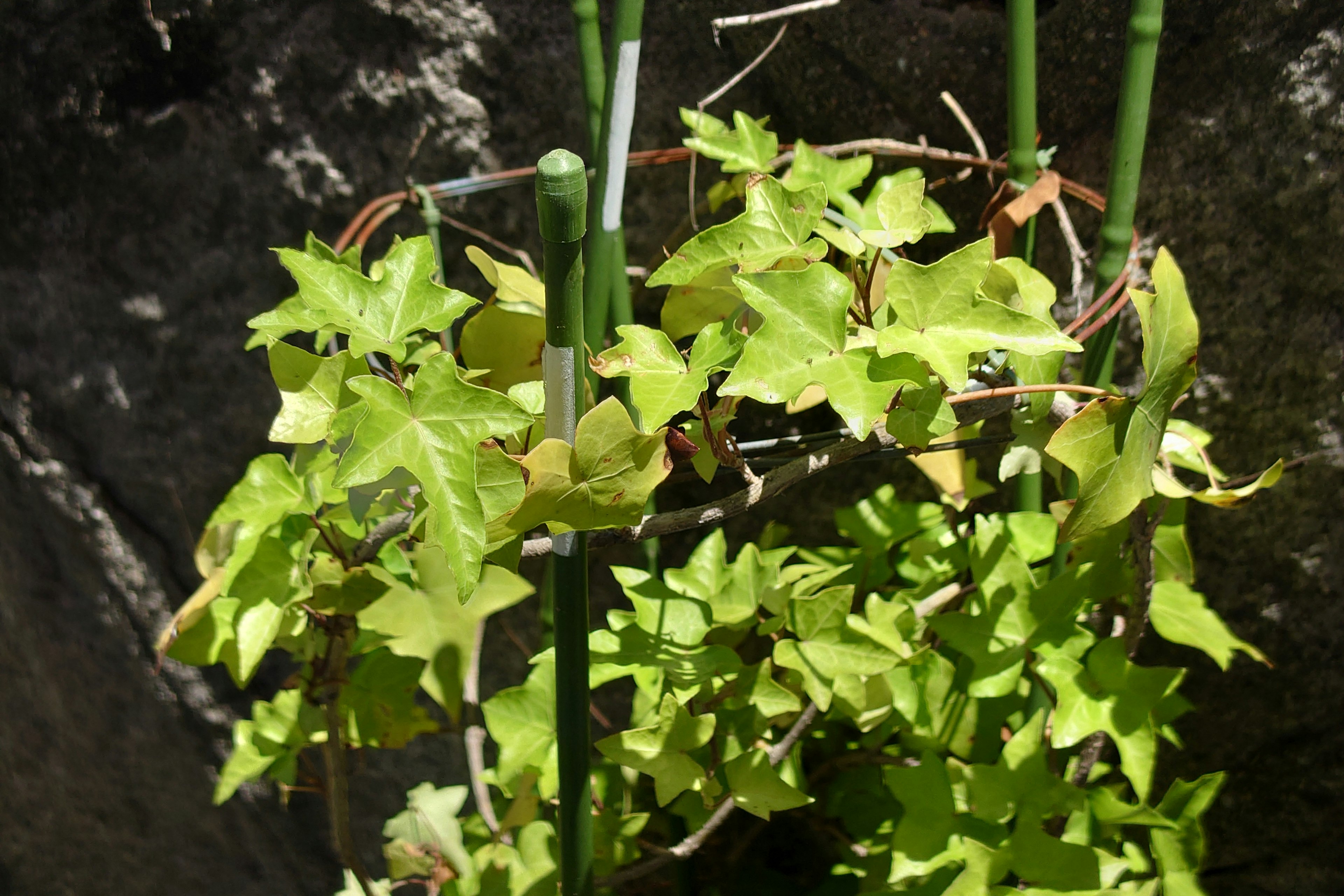 Planta trepadora de hojas verdes enredada alrededor de estacas de bambú contra un fondo de piedra