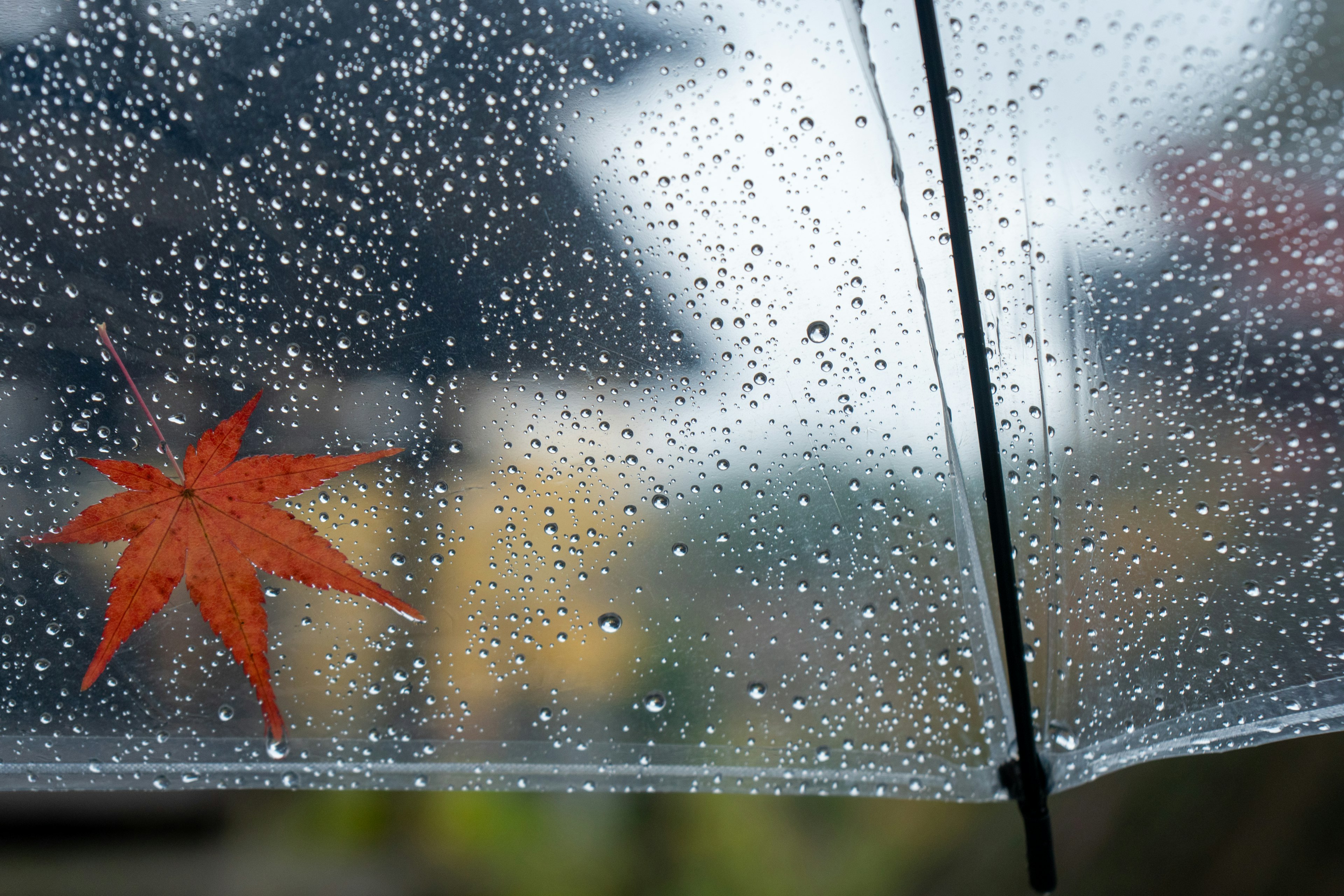 A close-up of a transparent umbrella with raindrops and a red maple leaf