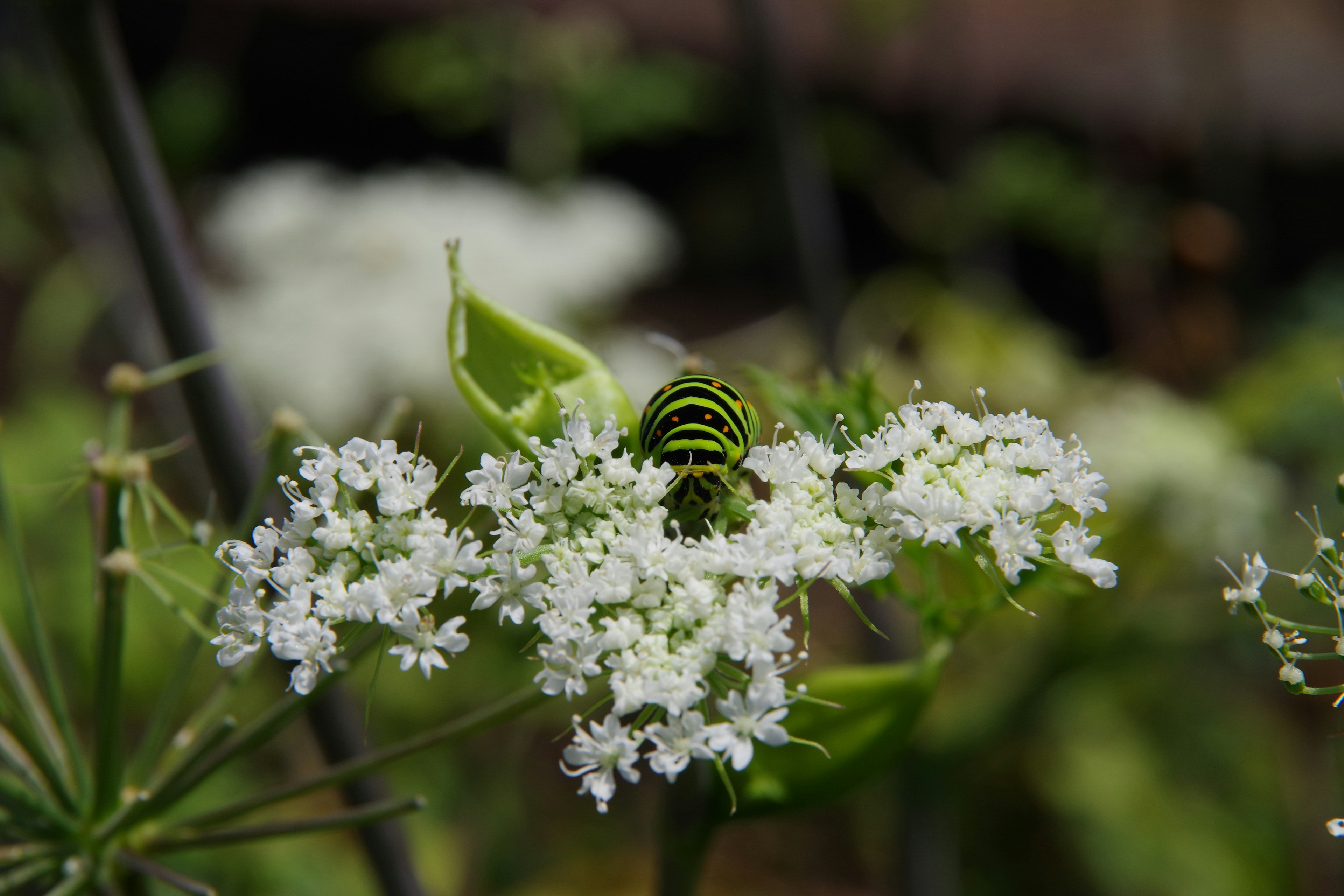 Insekt mit grünen und schwarzen Streifen auf weißen Blumen