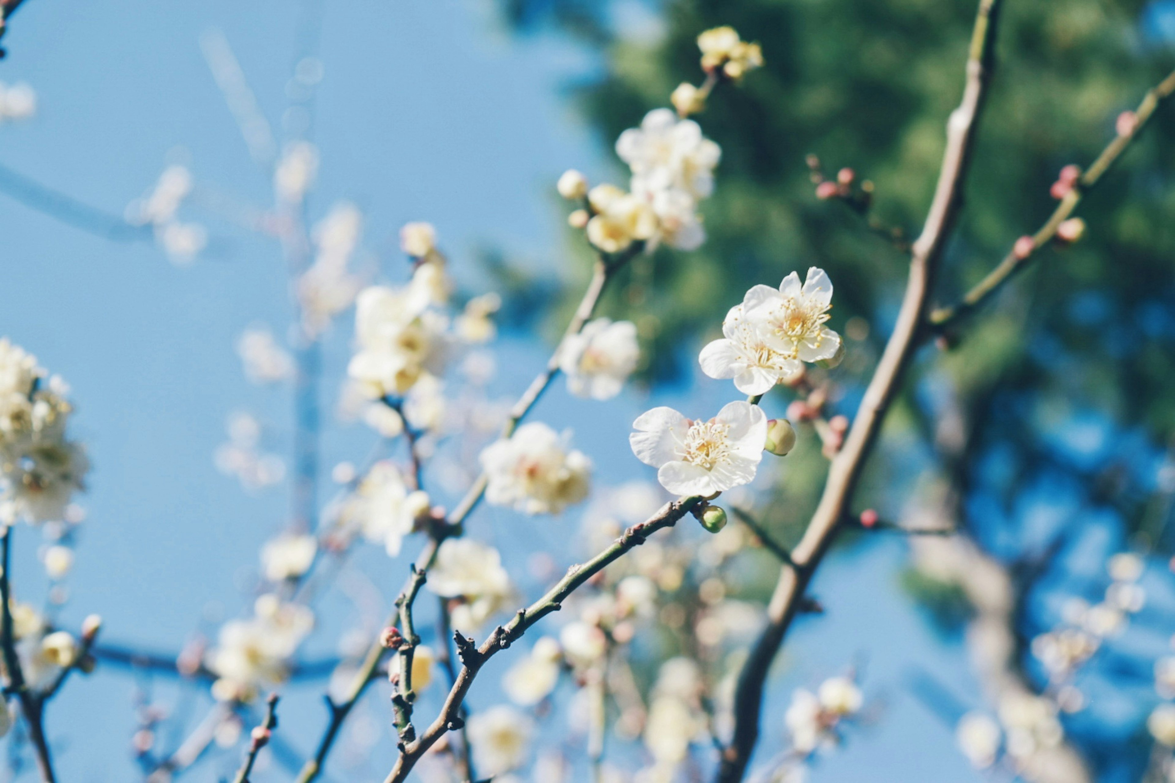 Primo piano di fiori bianchi che sbocciano su rami sottili sotto un cielo blu