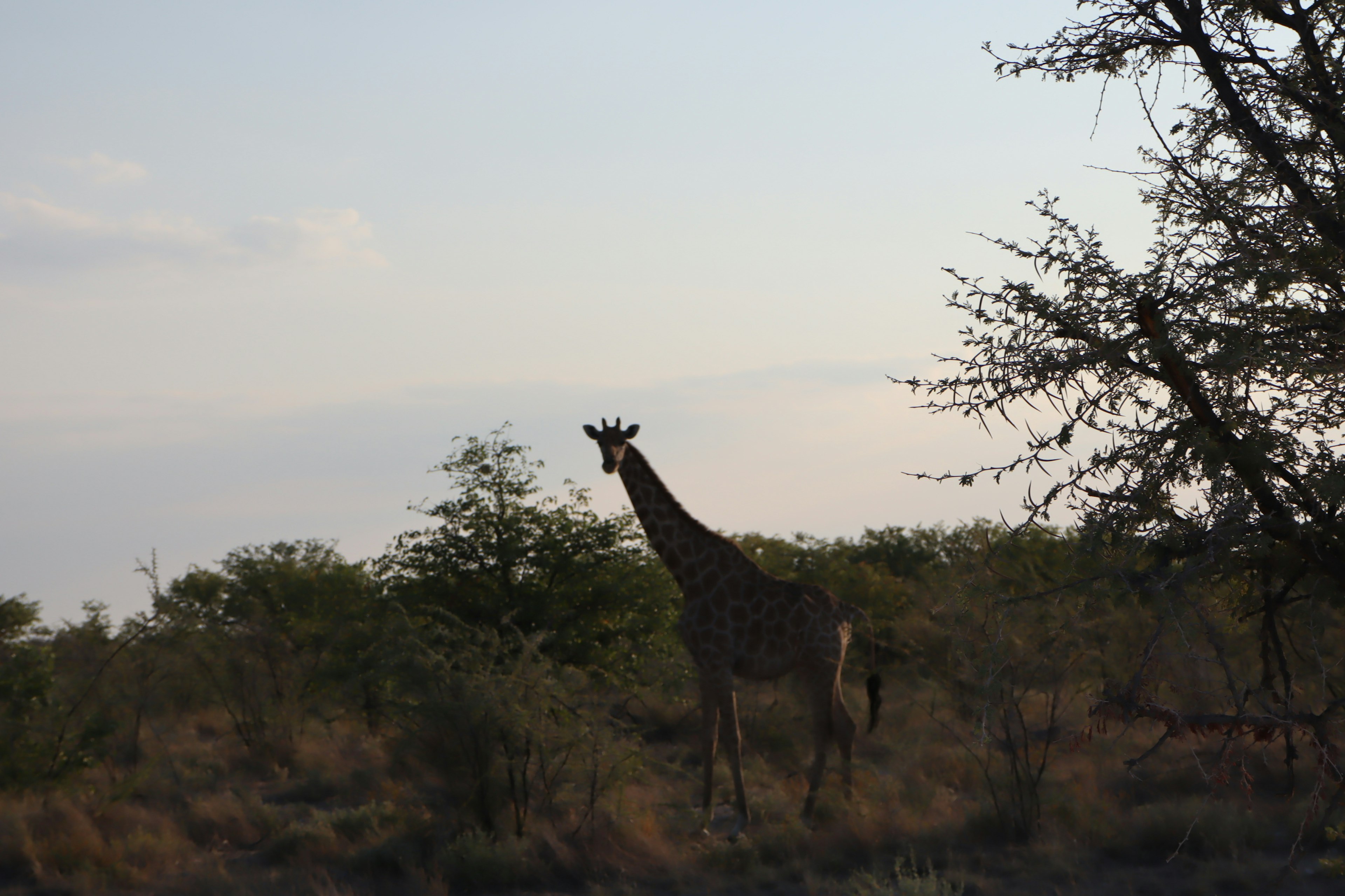 Silhouette einer Giraffe, die in einer Savanne mit umliegenden Bäumen steht