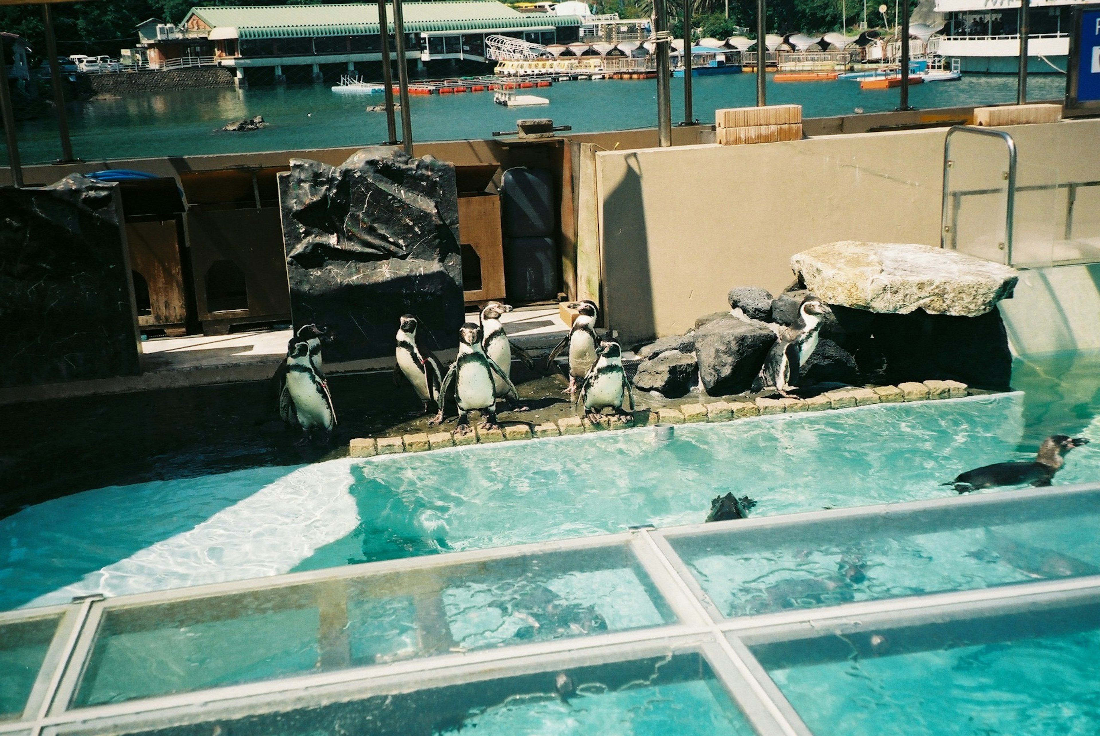 Penguins swimming in a pool with rocky areas