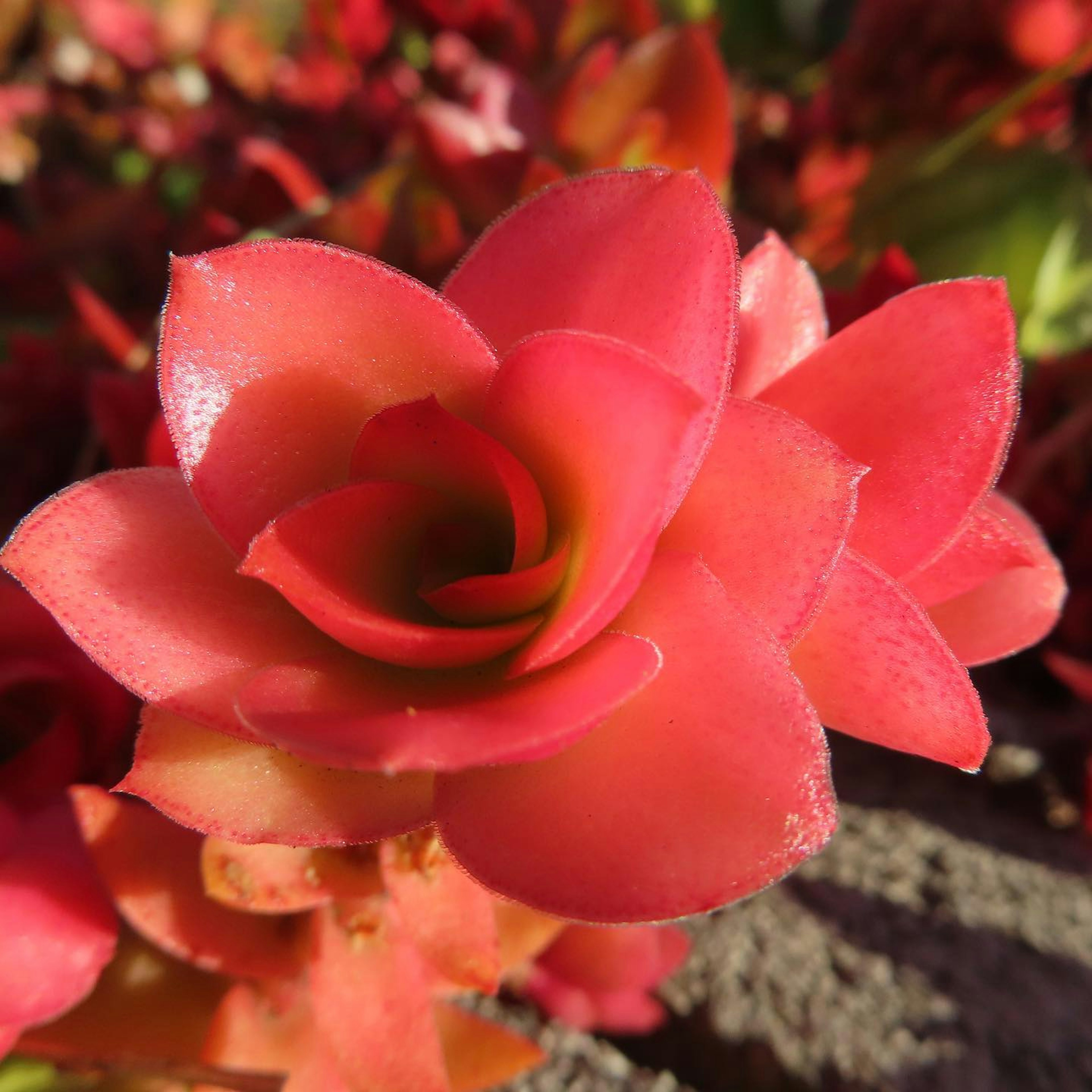 Nahaufnahme einer lebhaften rosa Sukkulentenblüte