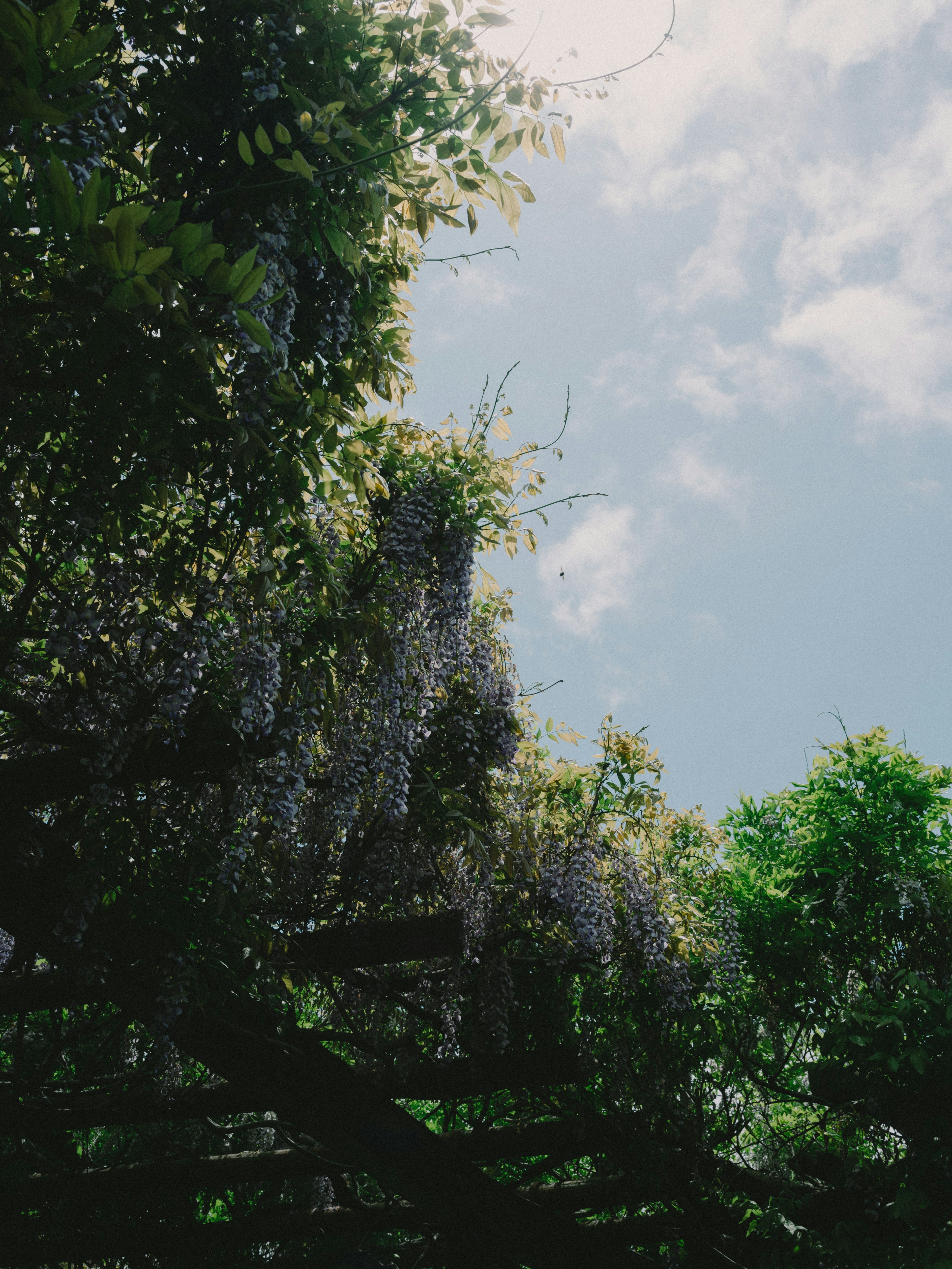 Wisteria blossoms and green leaves reaching towards the sky