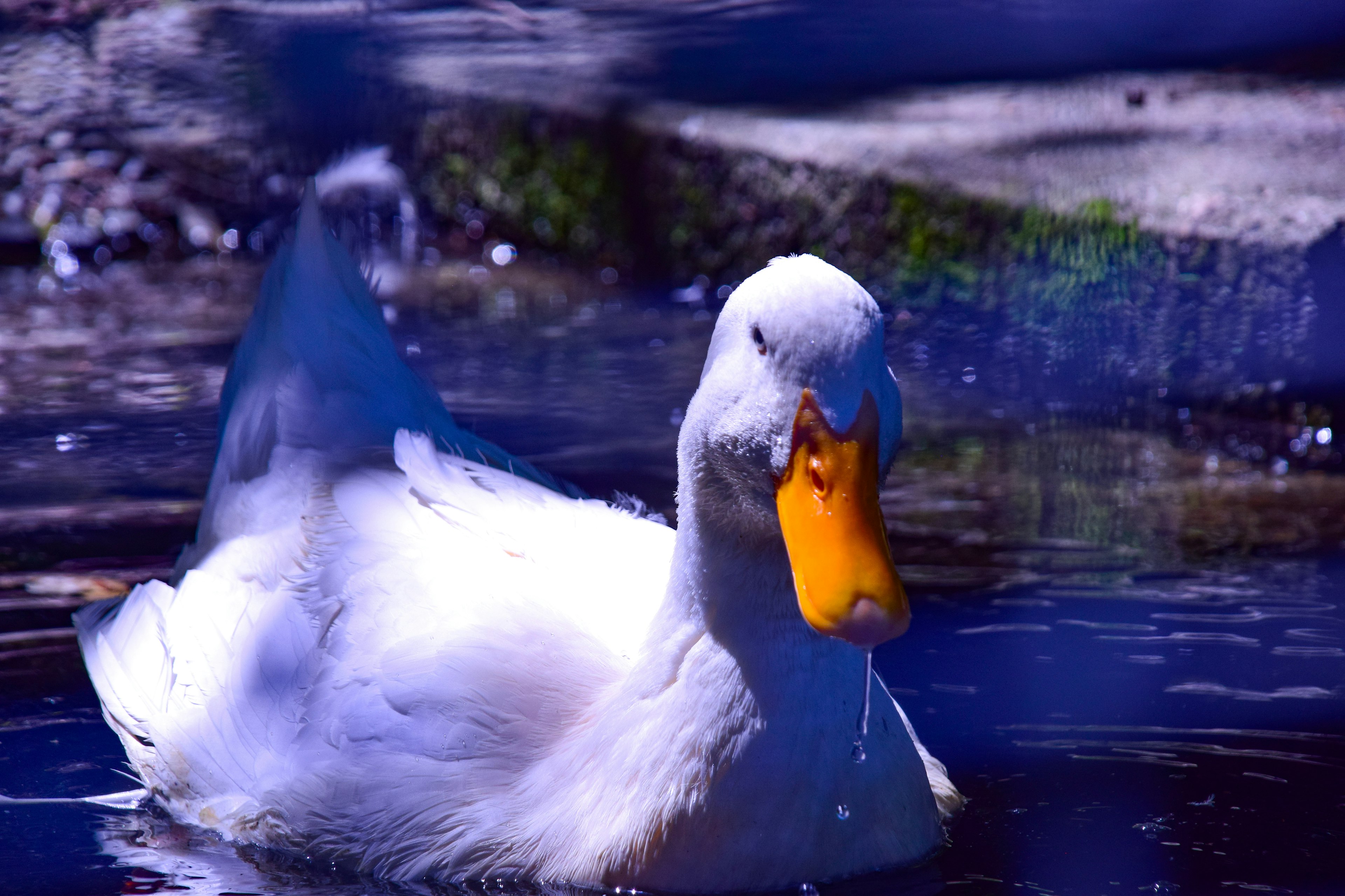 Close-up bebek putih berenang di atas air