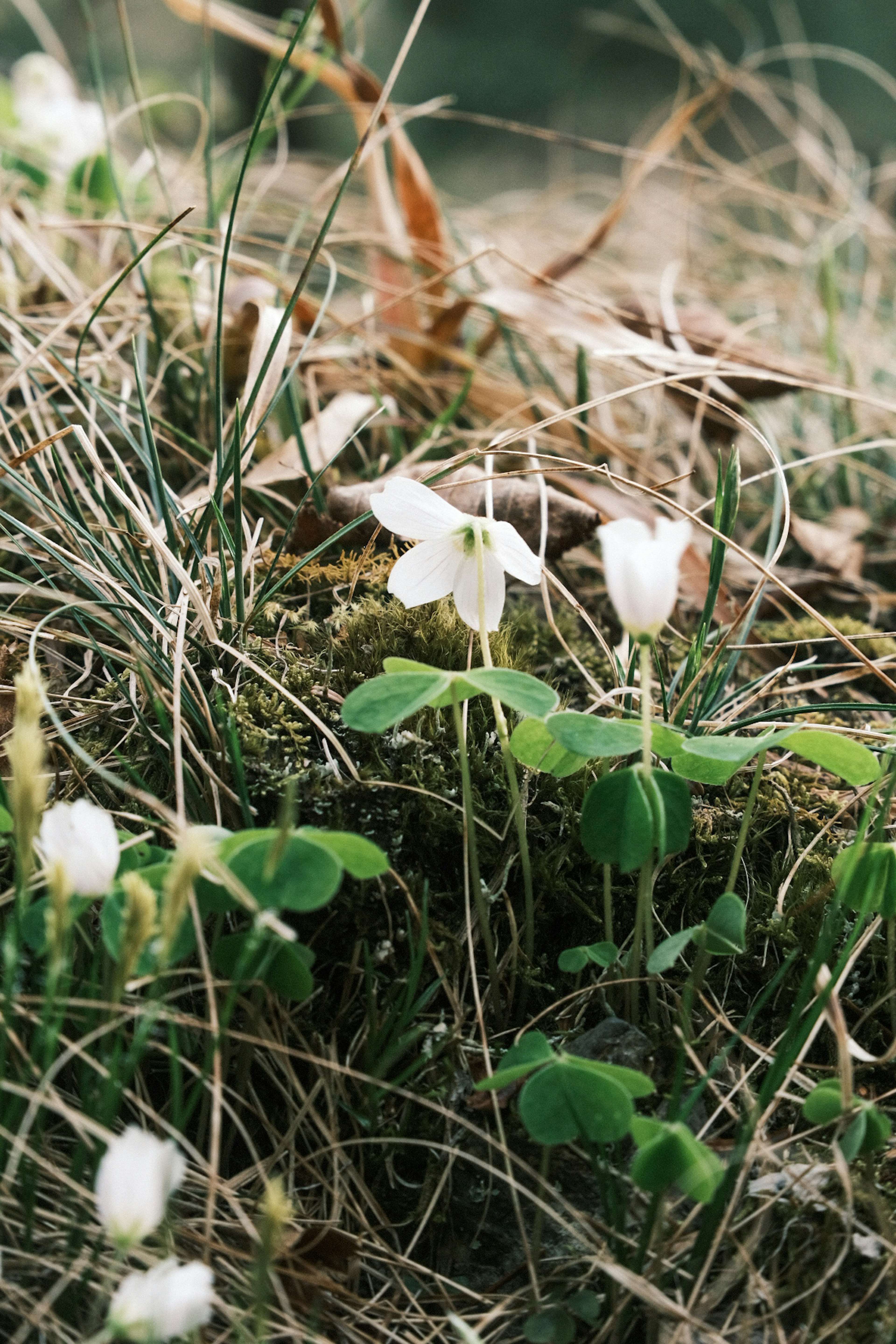 Pequeñas flores blancas con hojas verdes creciendo entre la hierba