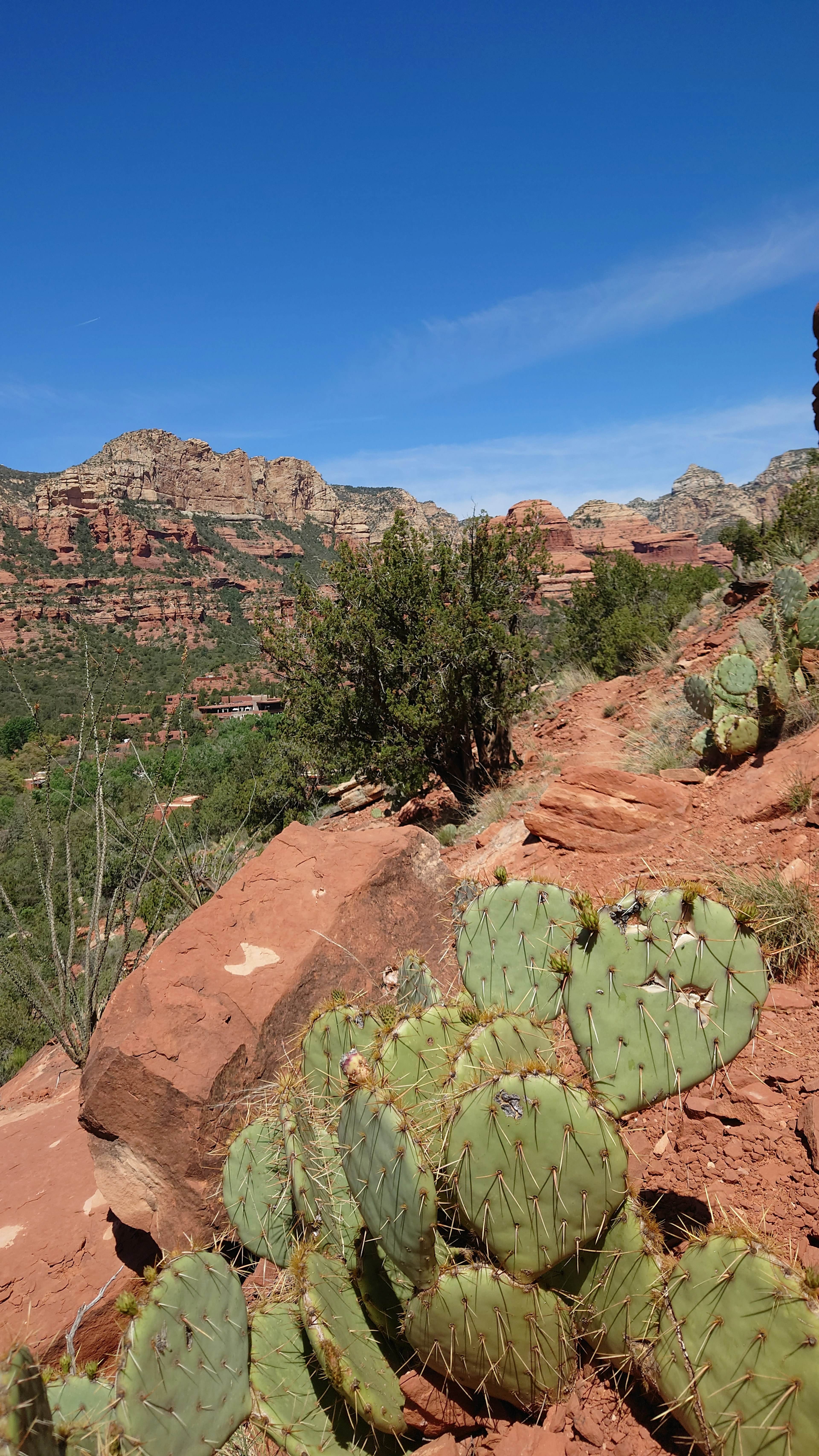 Paesaggio con rocce rosse e cactus