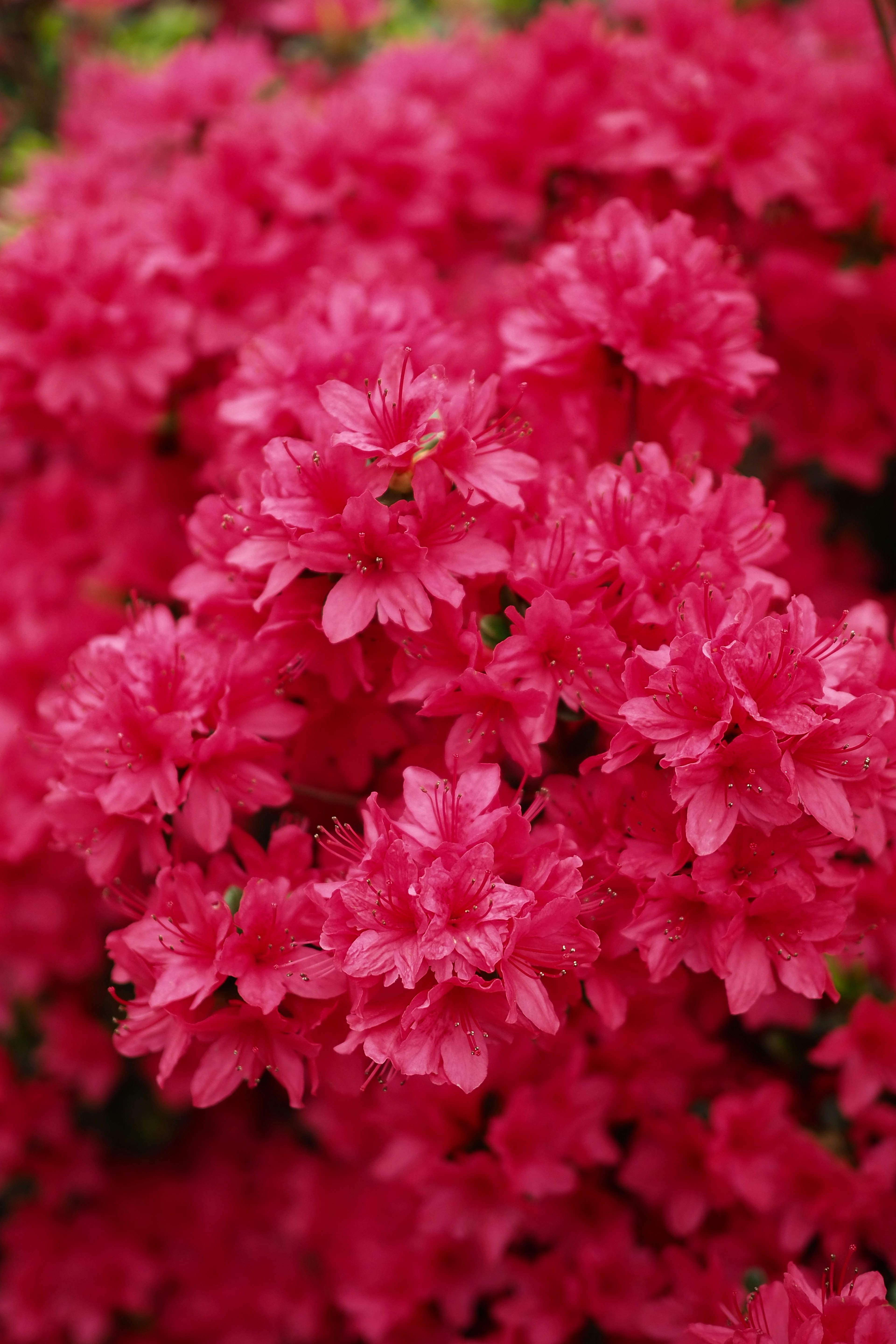 鮮やかなピンクのツツジの花が密集して咲いている