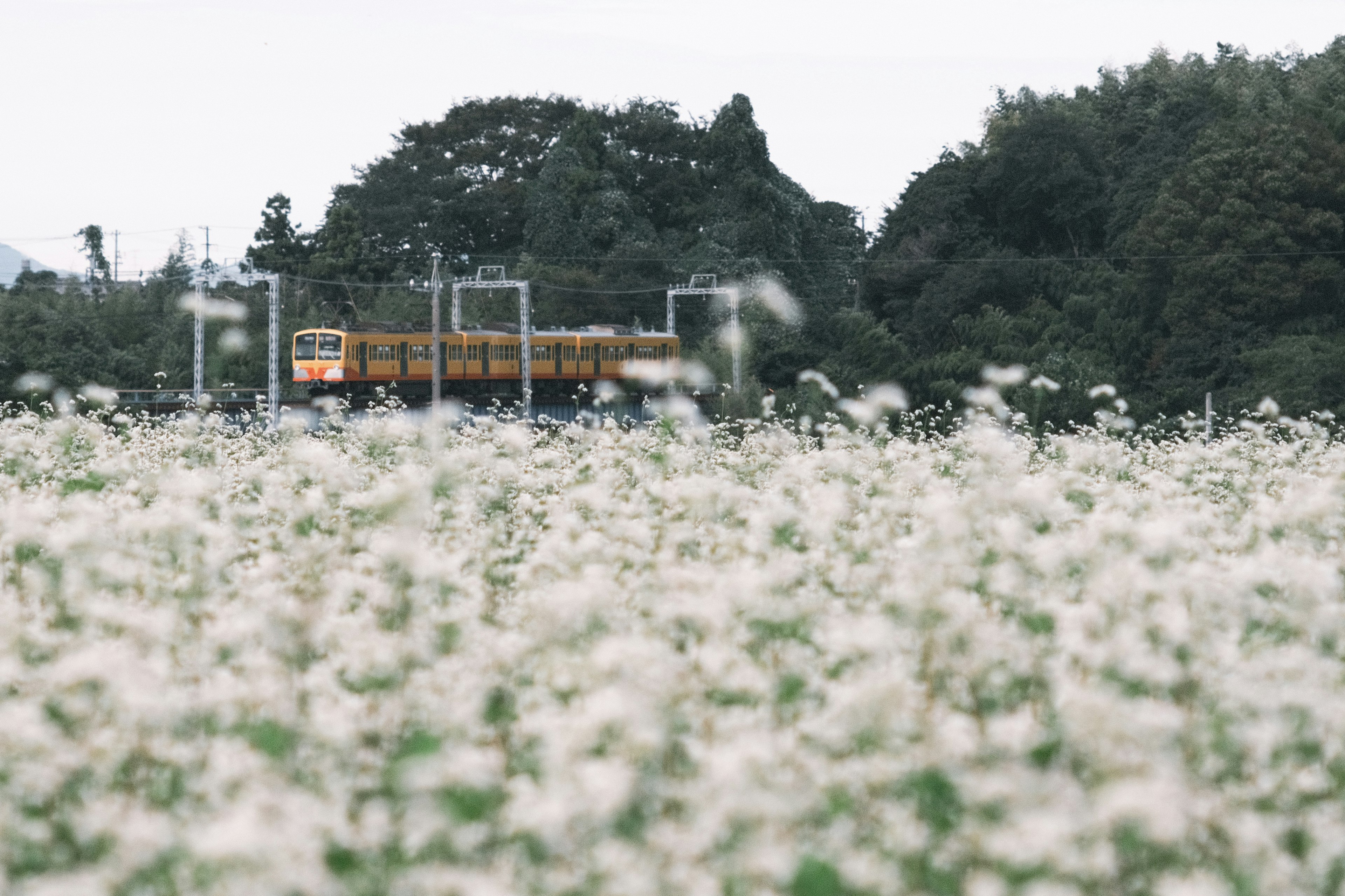 Tren pasando por un campo de flores blancas