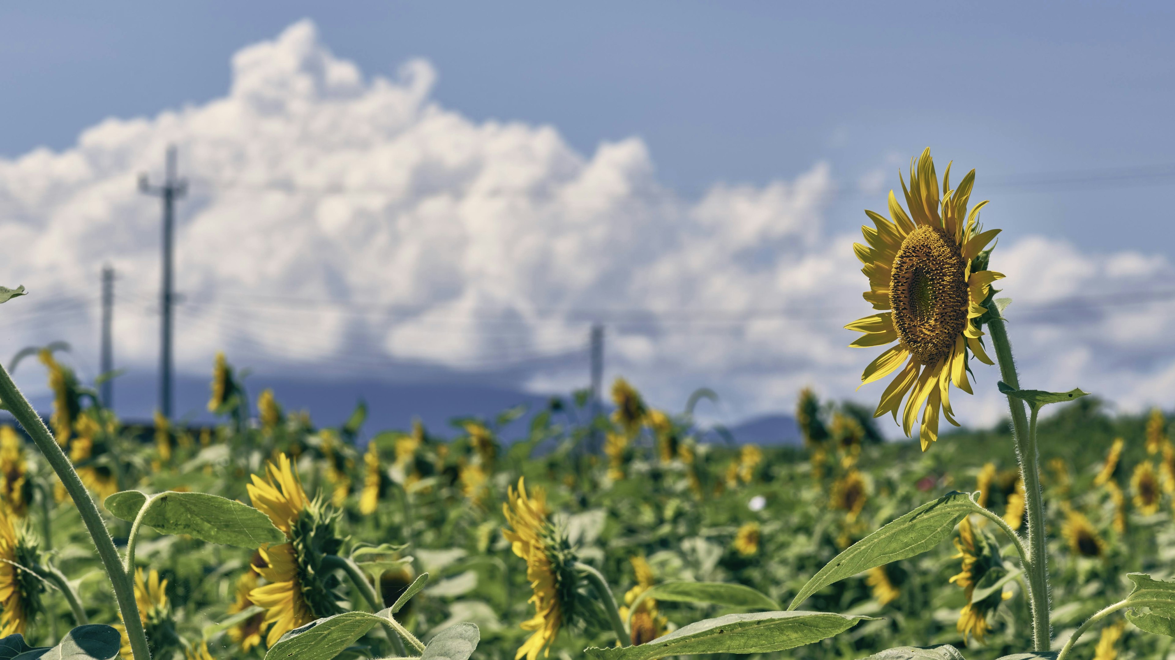 Campo di girasoli sotto un cielo blu con nuvole bianche