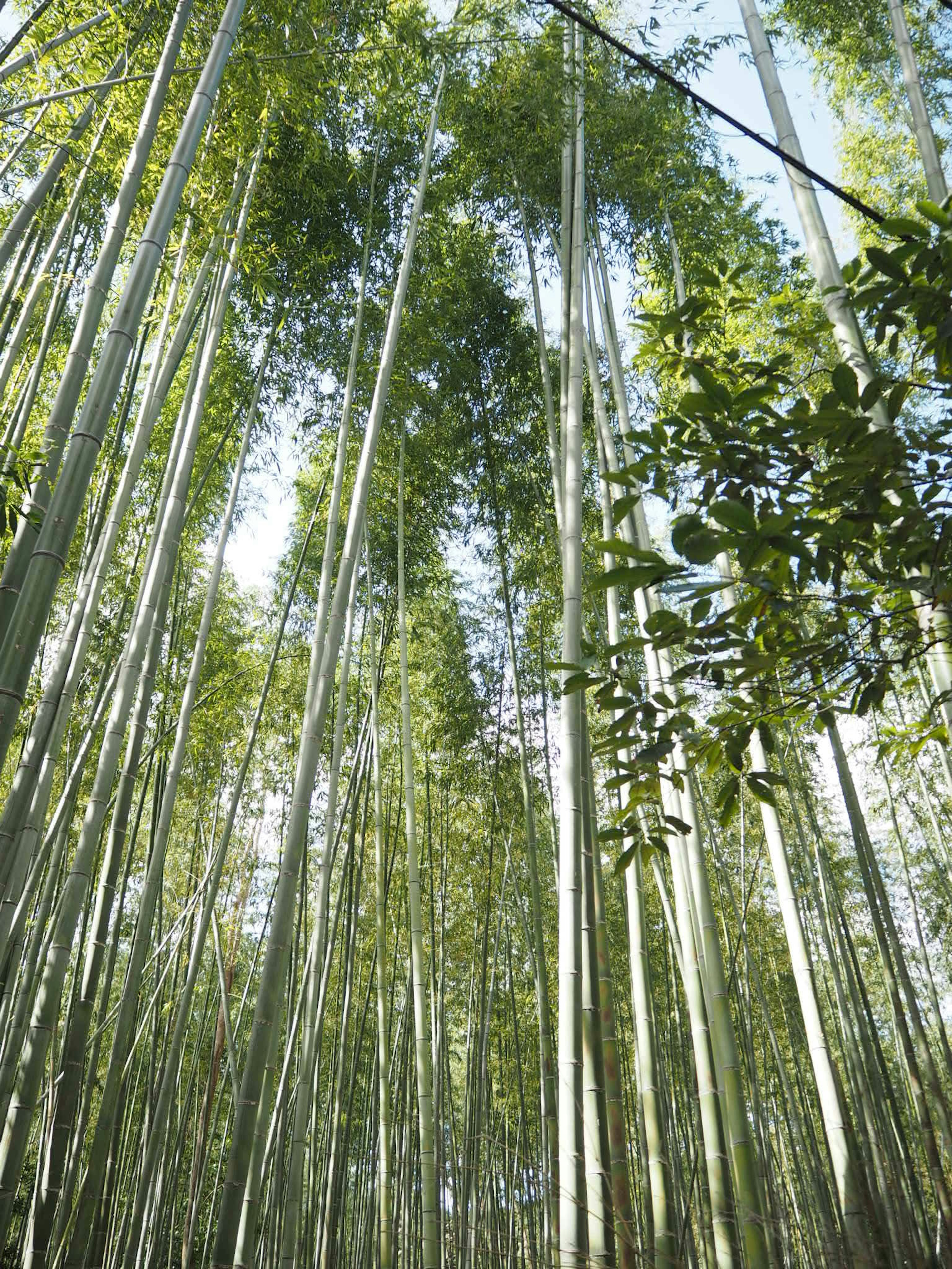 A lush bamboo forest with tall green stalks