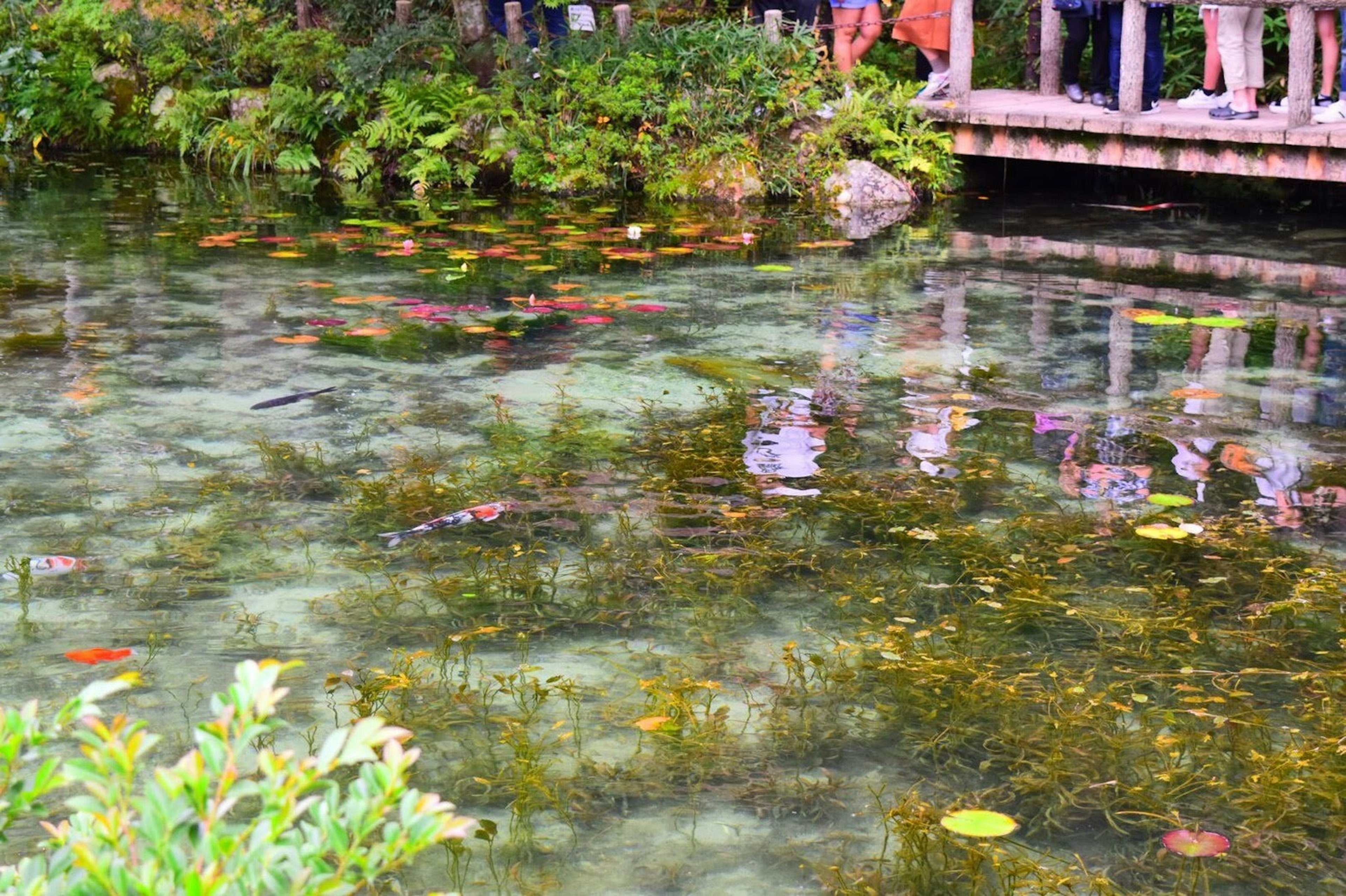 透明な池に浮かぶ睡蓮と周囲の緑の植物が映る