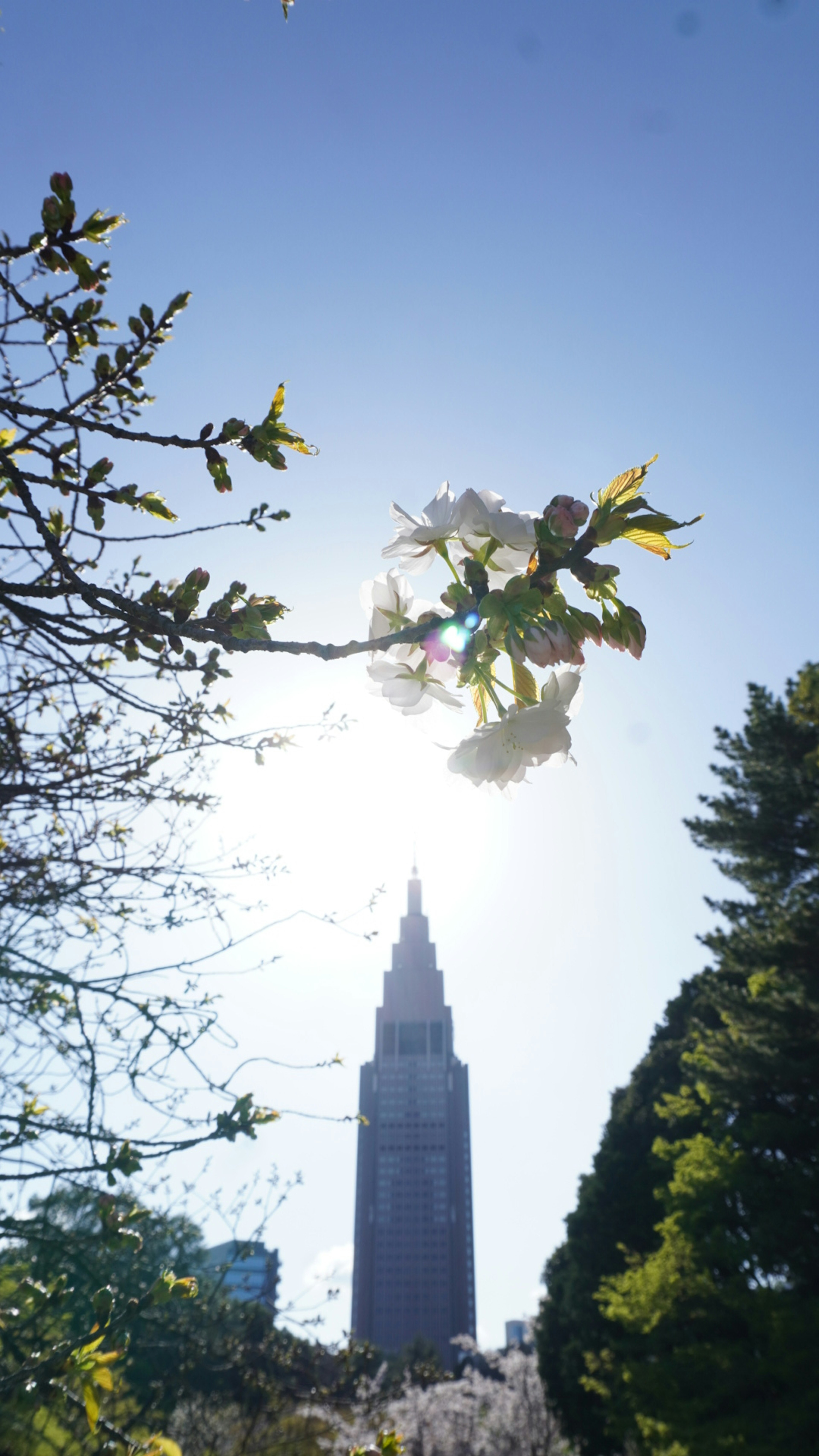 La Key Tower di Cleveland in silhouette contro un cielo blu brillante con fiori in fiore