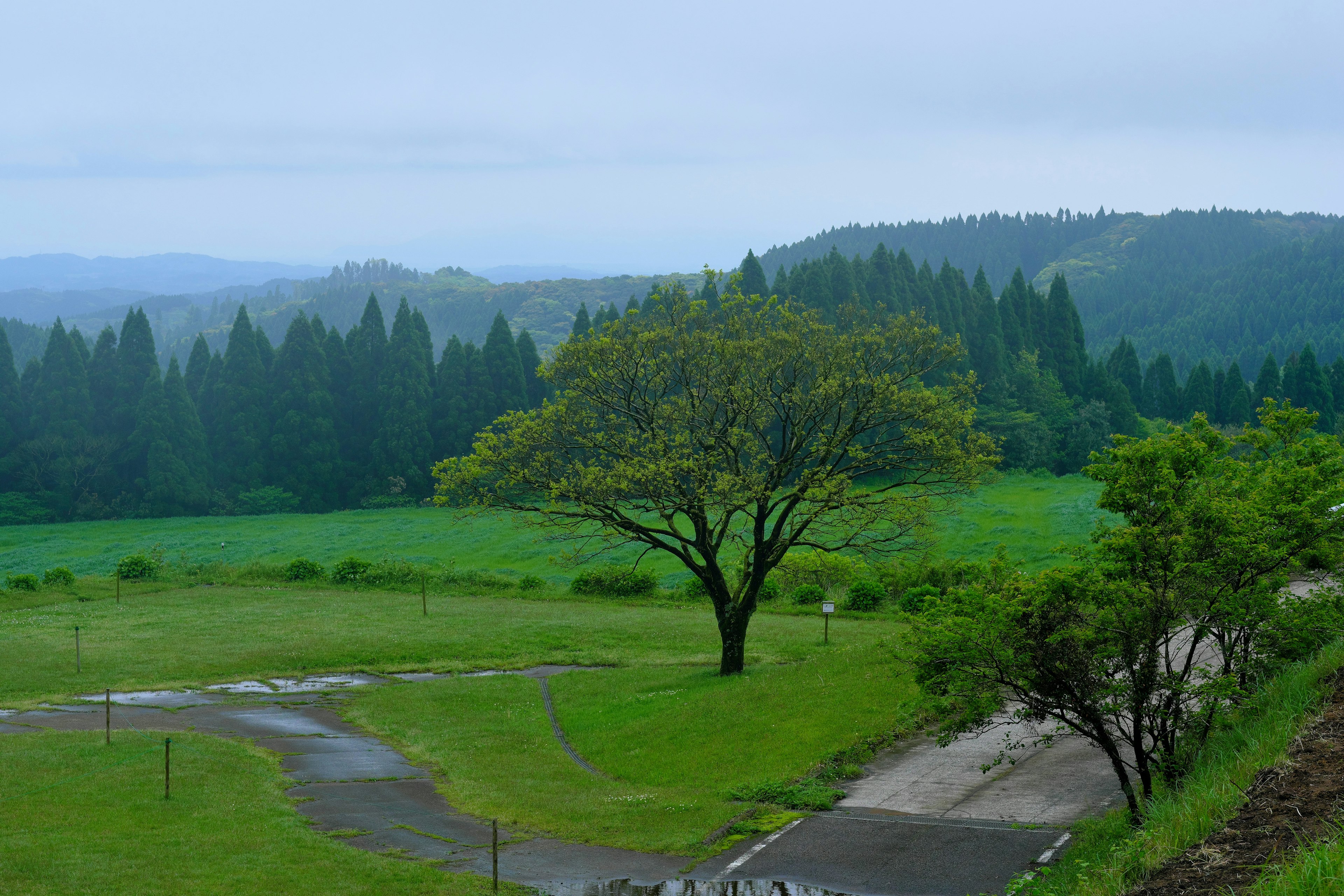 Pradera verde exuberante con un árbol solitario y un bosque denso al fondo