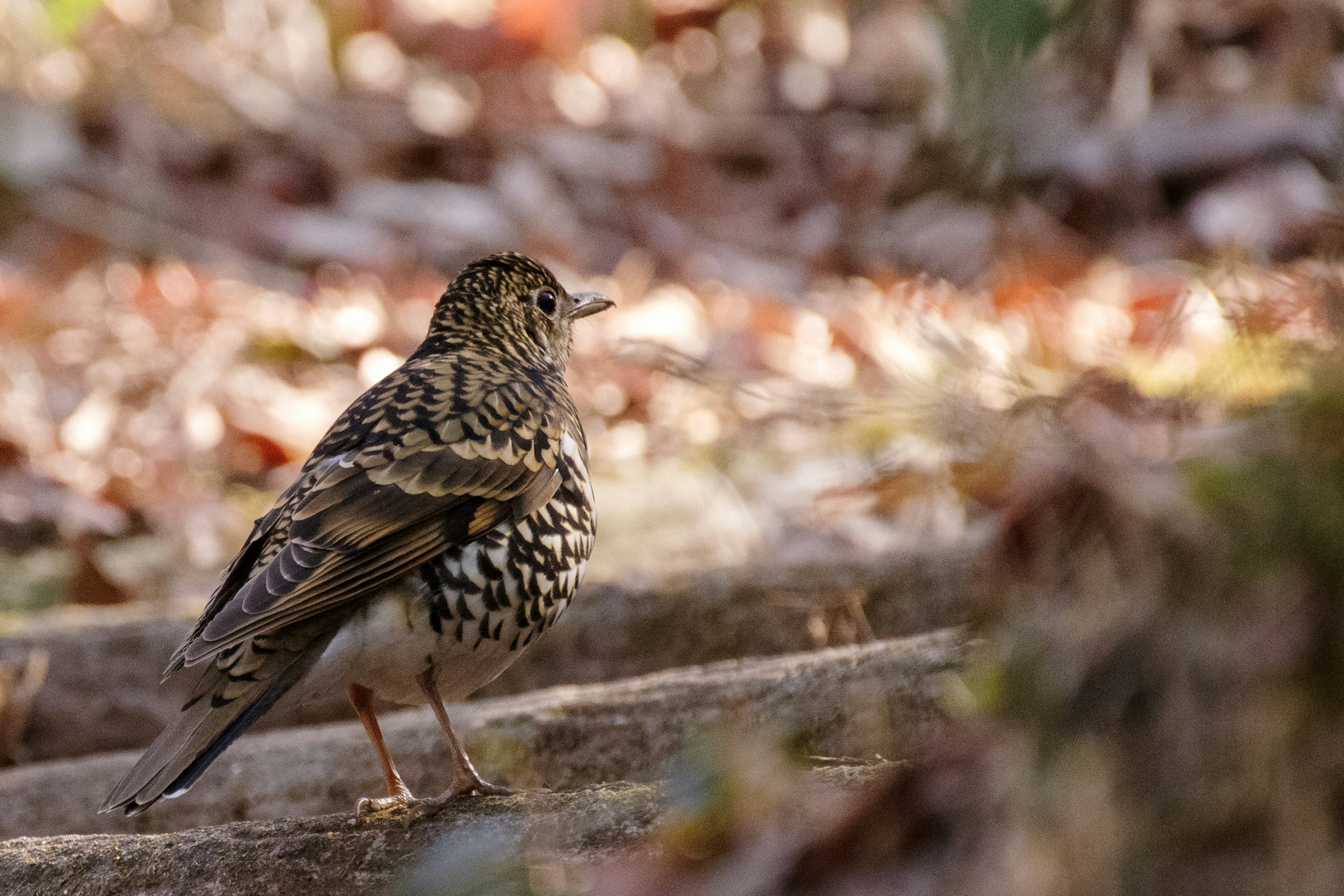 Un bel oiseau se tenant sur une bûche dans une forêt automnale