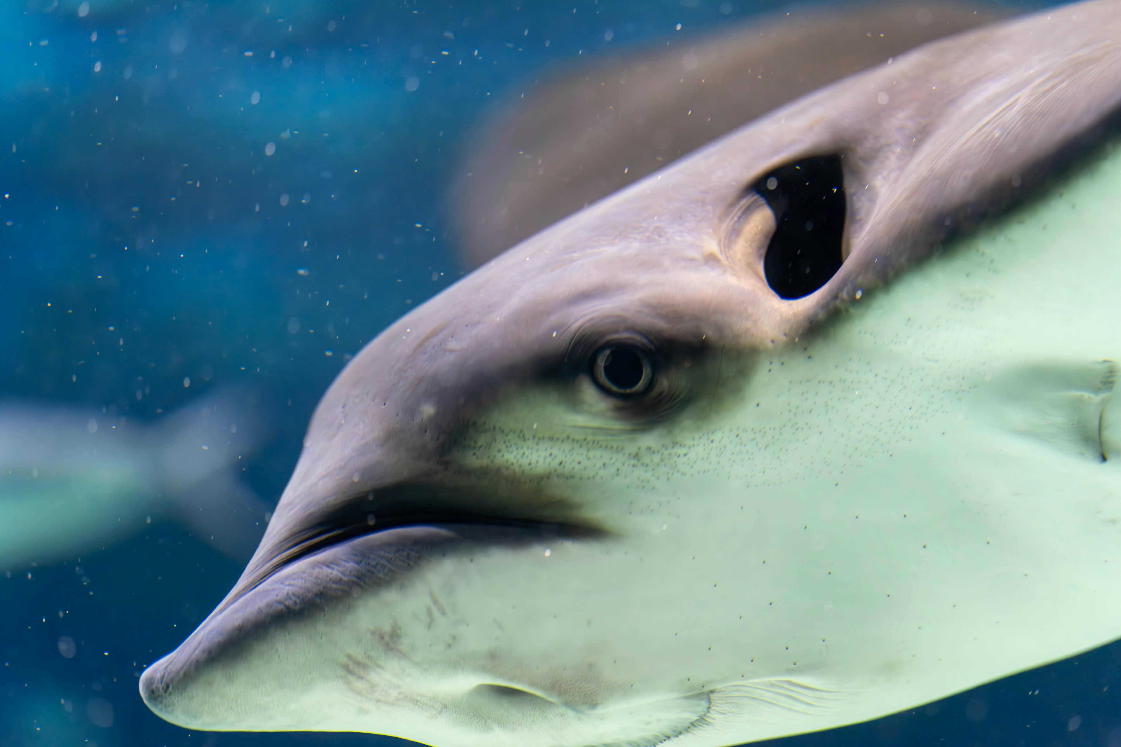 Primer plano de un tiburón bajo el agua mostrando ojos afilados y piel suave